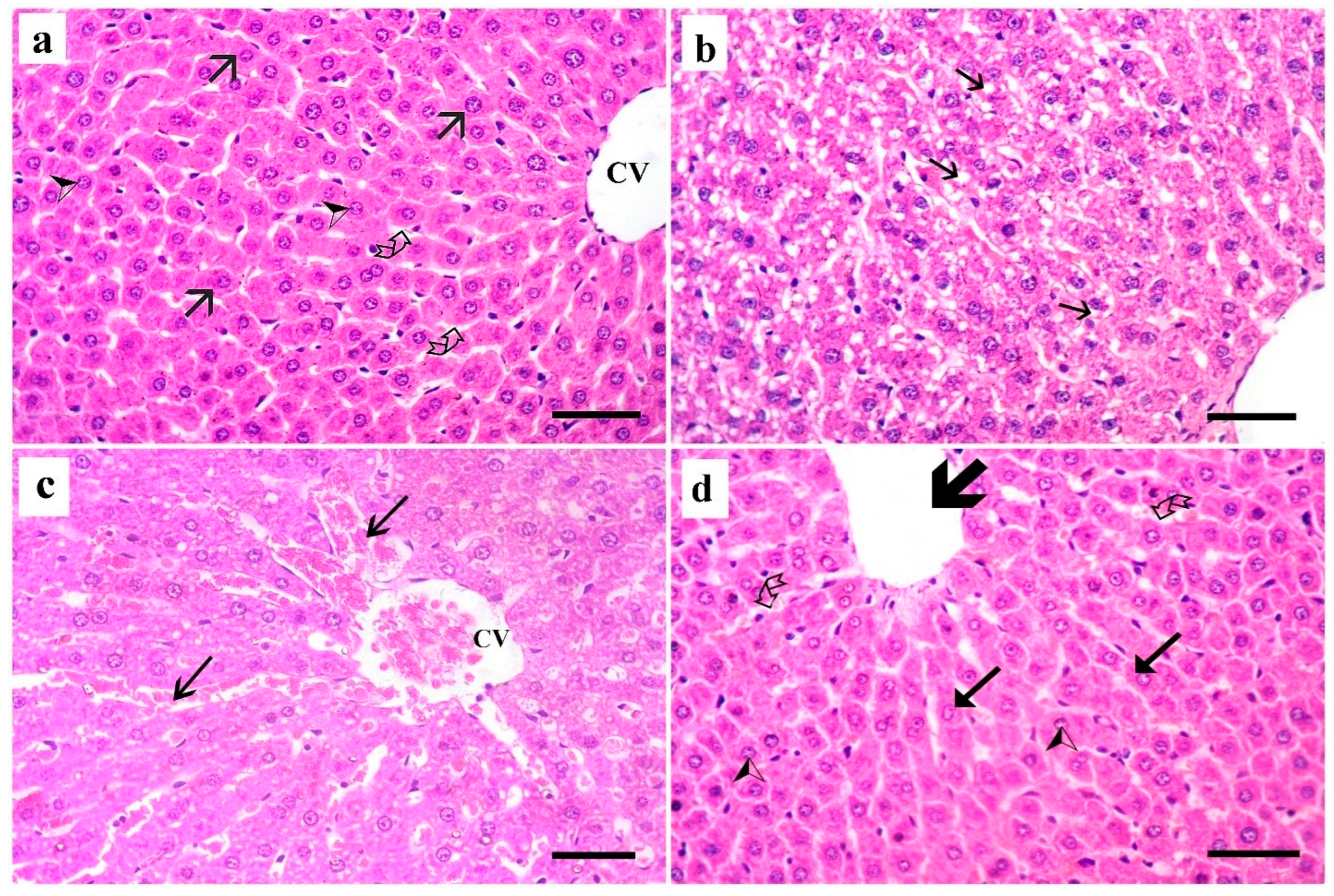 Medsci 13 00137 g003