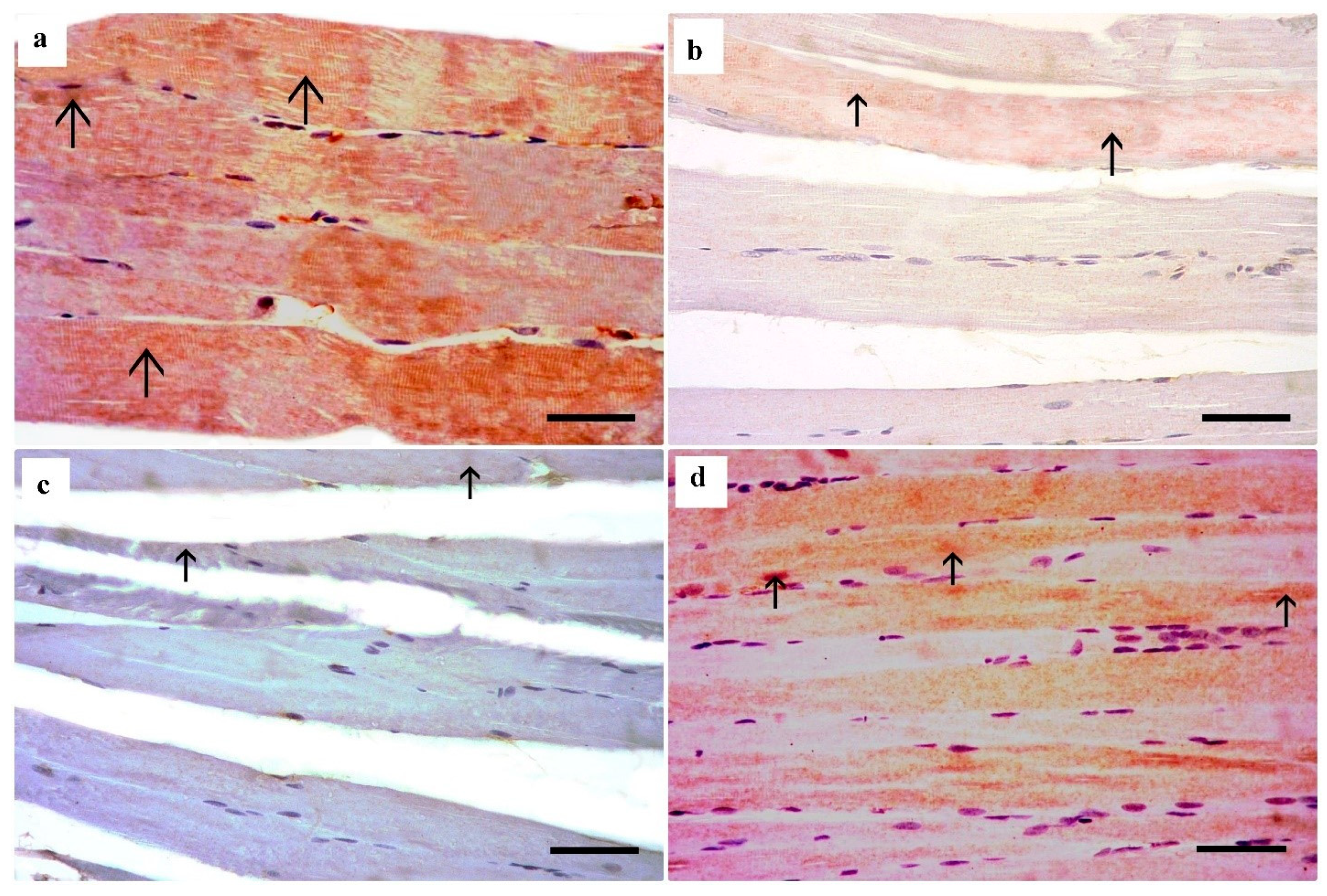 Medsci 13 00137 g006