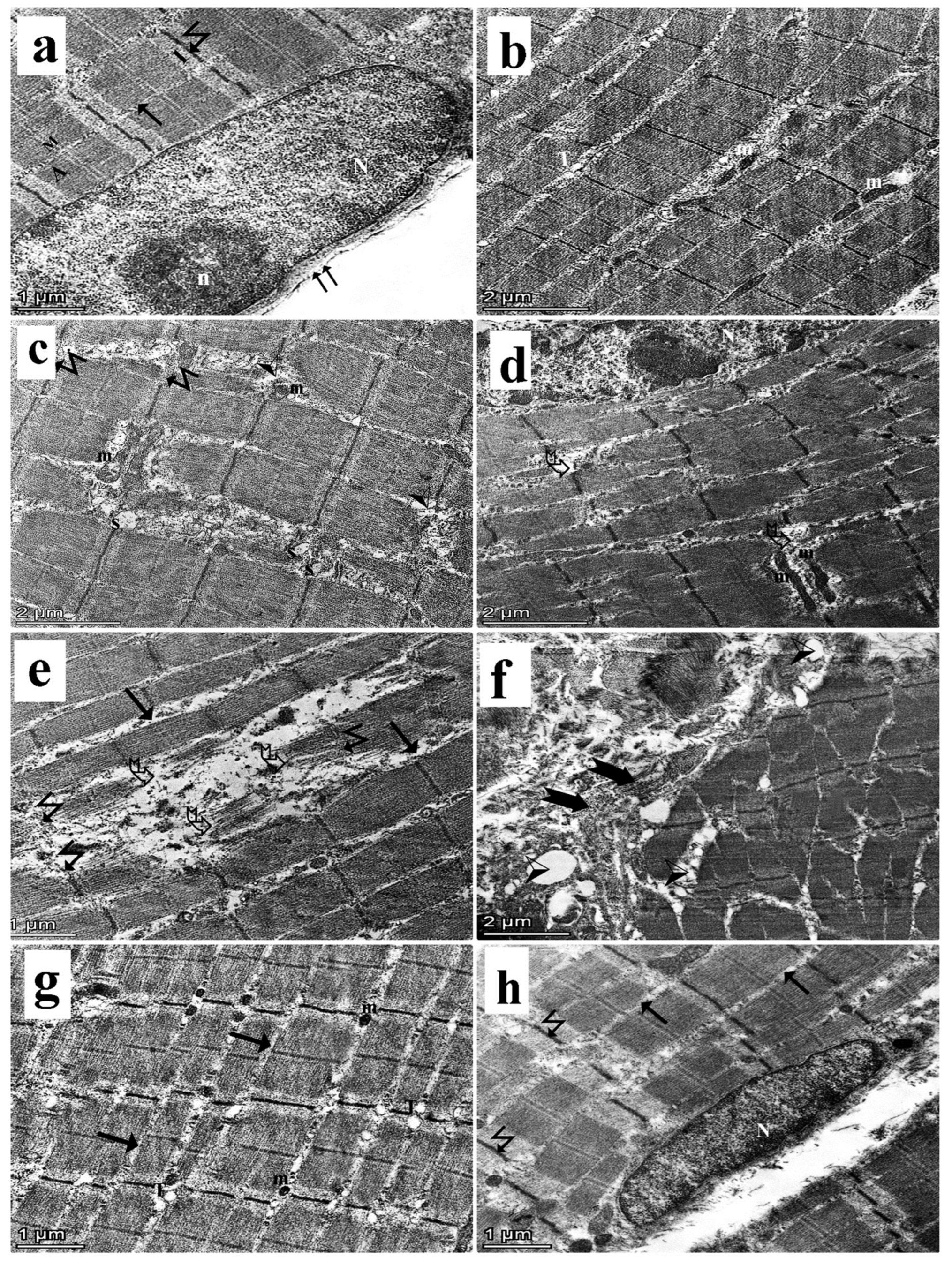 Medsci 13 00137 g007