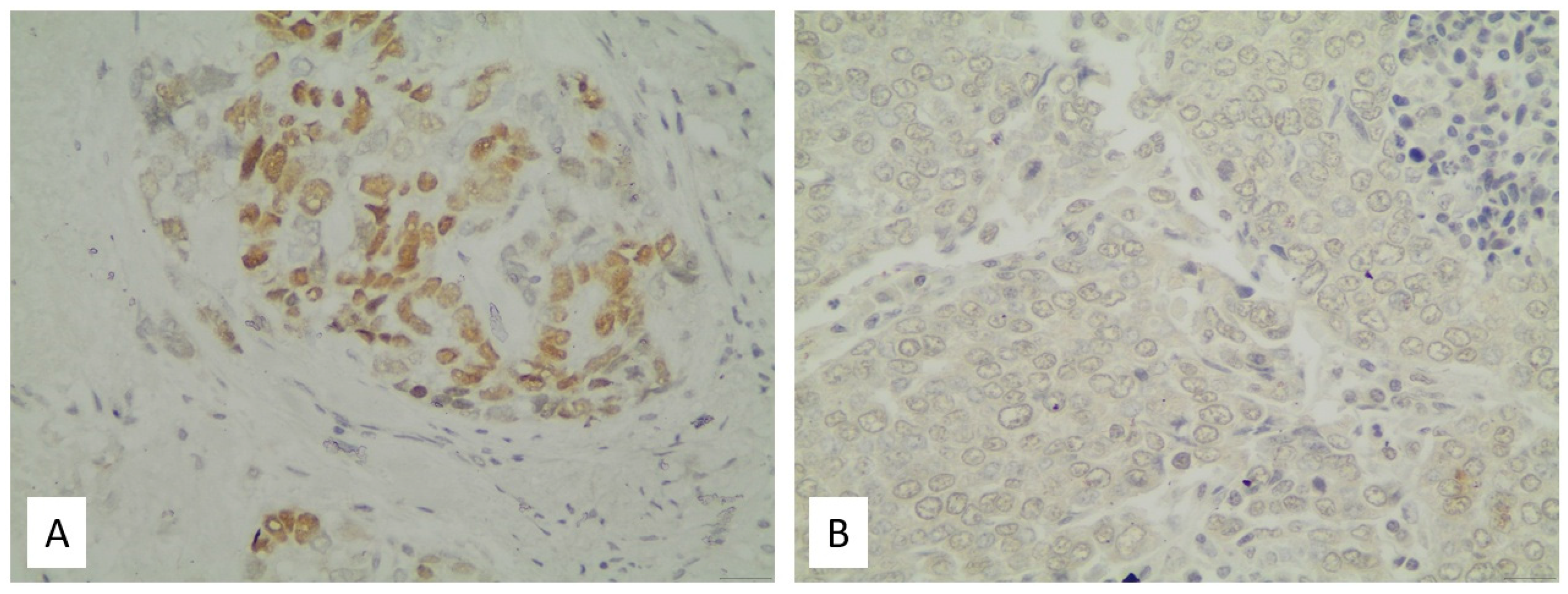 Medsci 13 00140 g001 Medsci 13 00140 g001