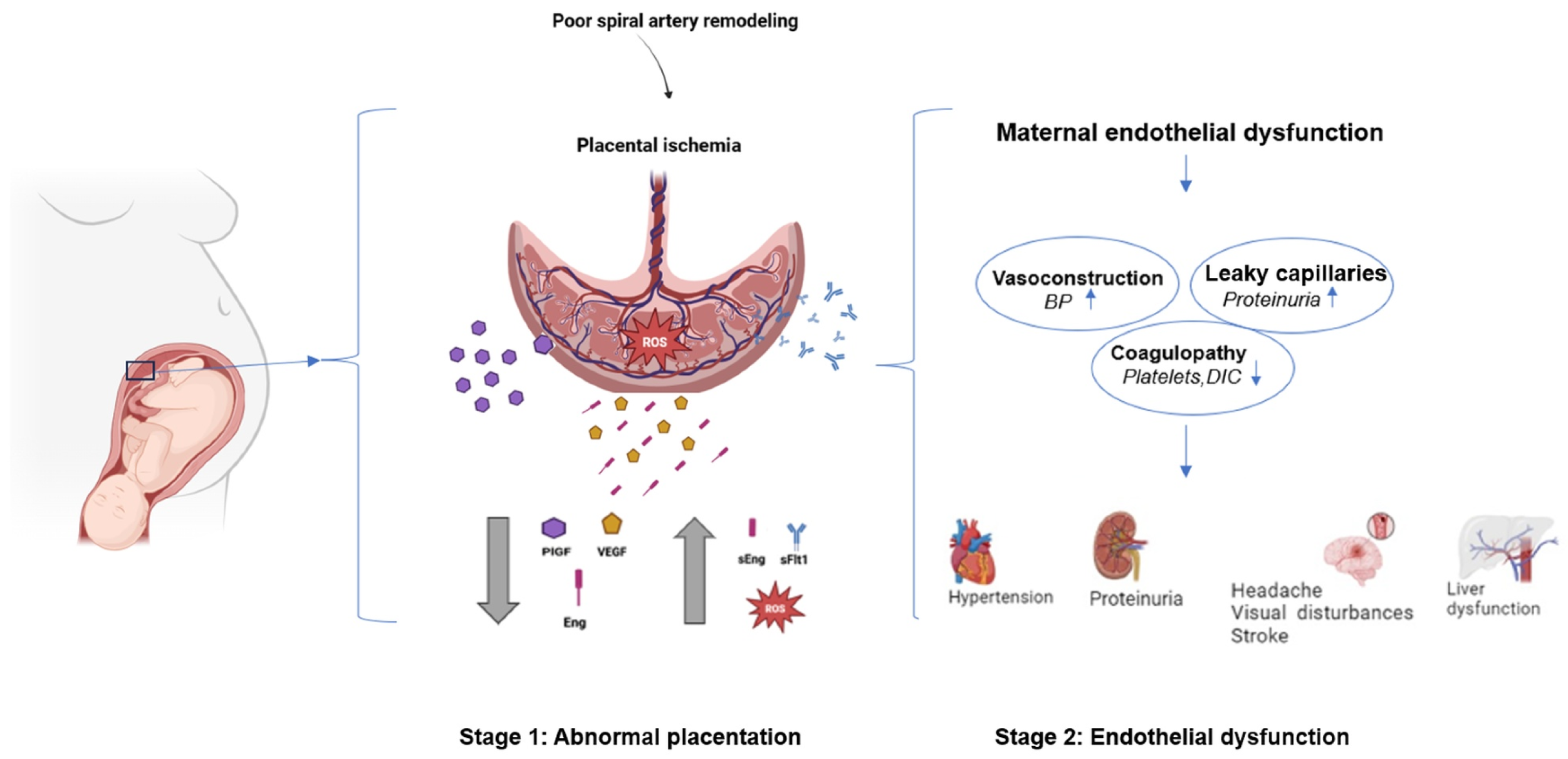 Medsci 13 00154 g001