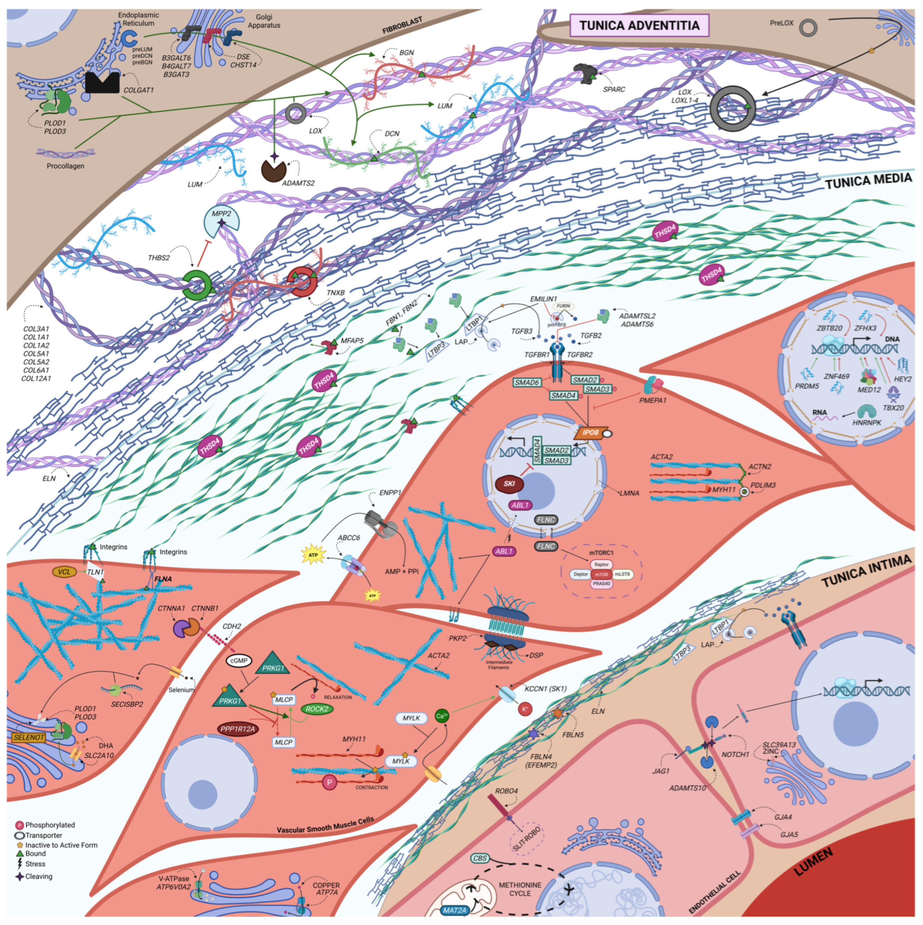 Medsci 13 00155 g002 Medsci 13 00155 g002