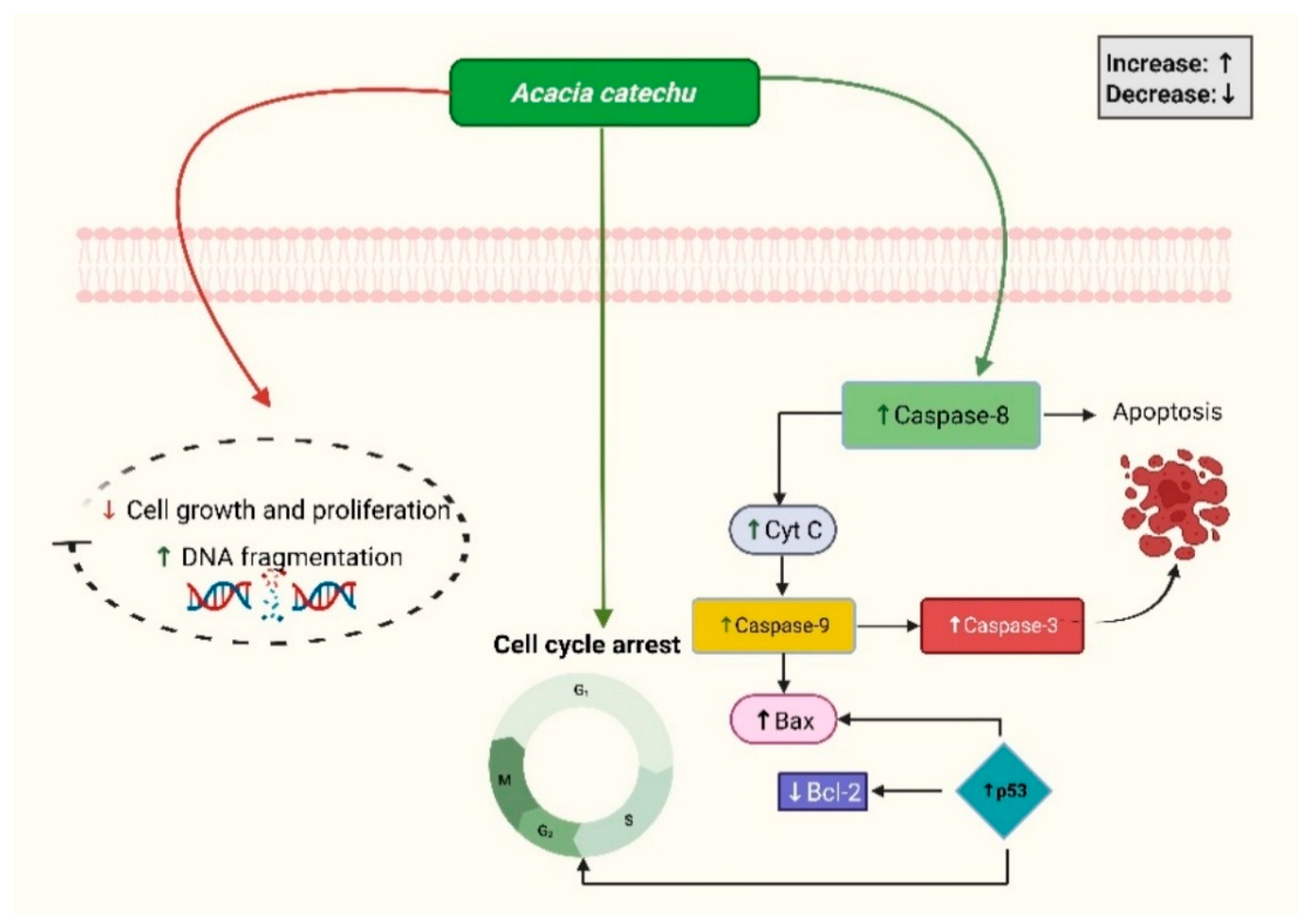 Medsci 13 00161 g003