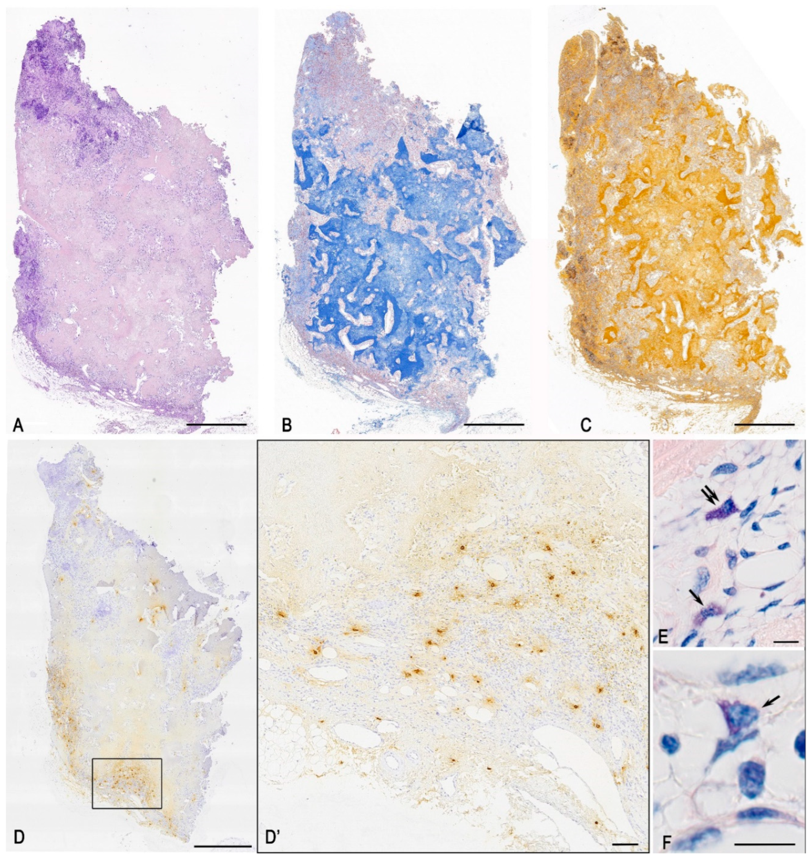 Medsci 13 00195 g002
