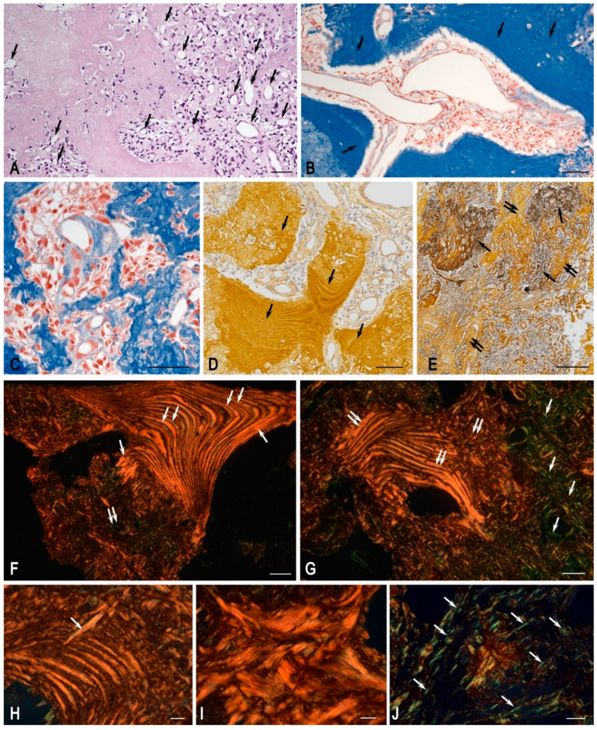 Medsci 13 00195 g003