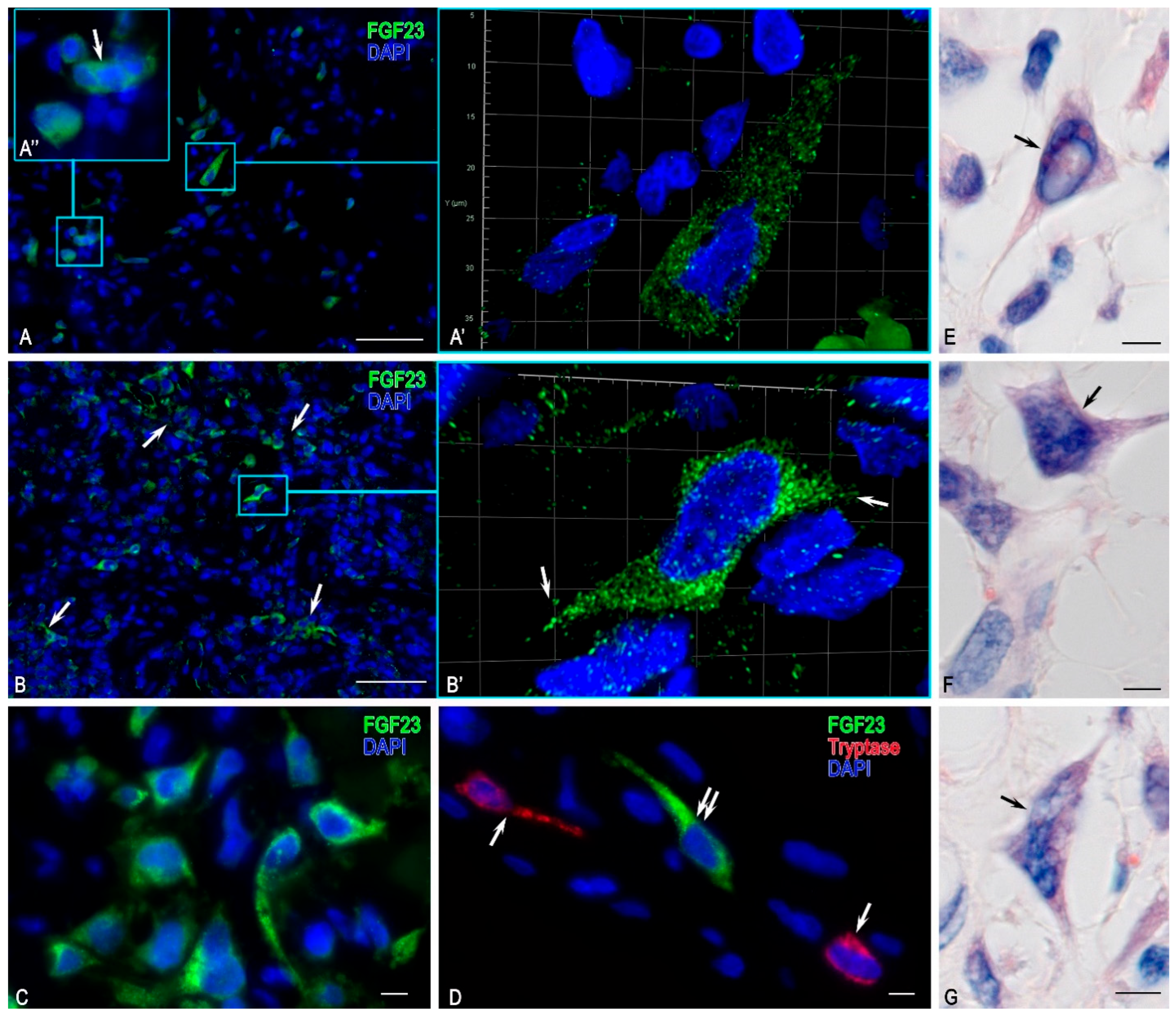 Medsci 13 00195 g004