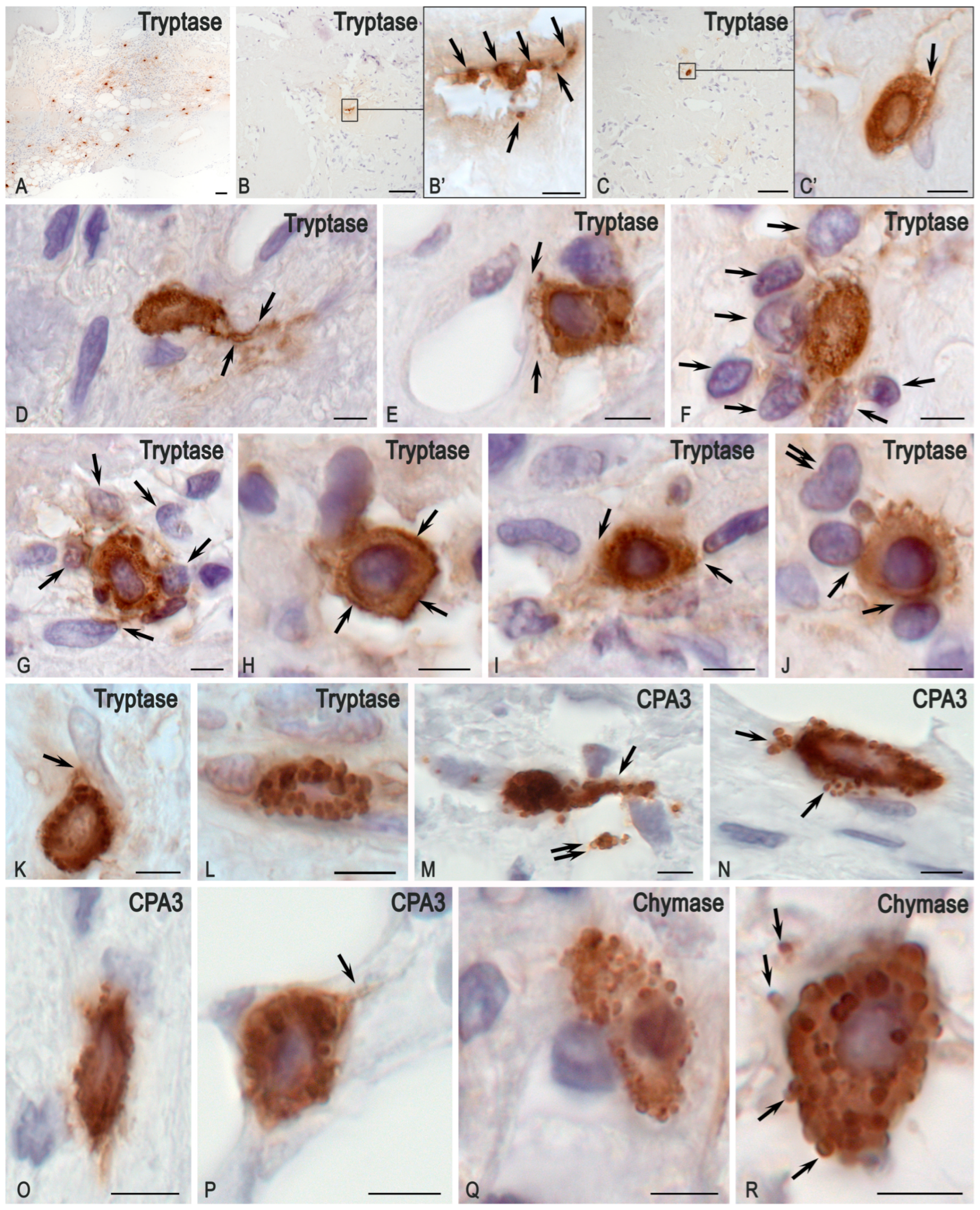 Medsci 13 00195 g006