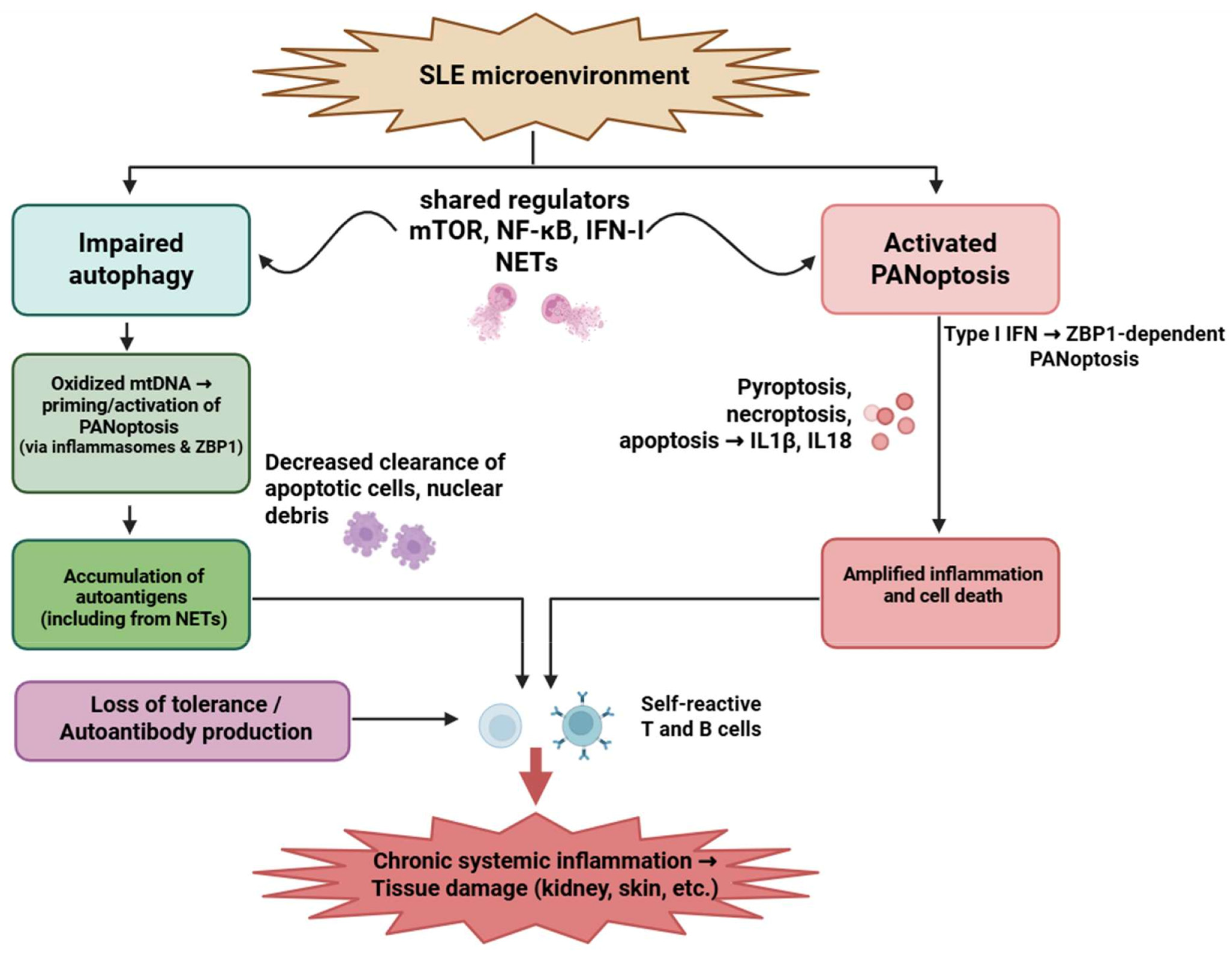 Medsci 13 00310 g003