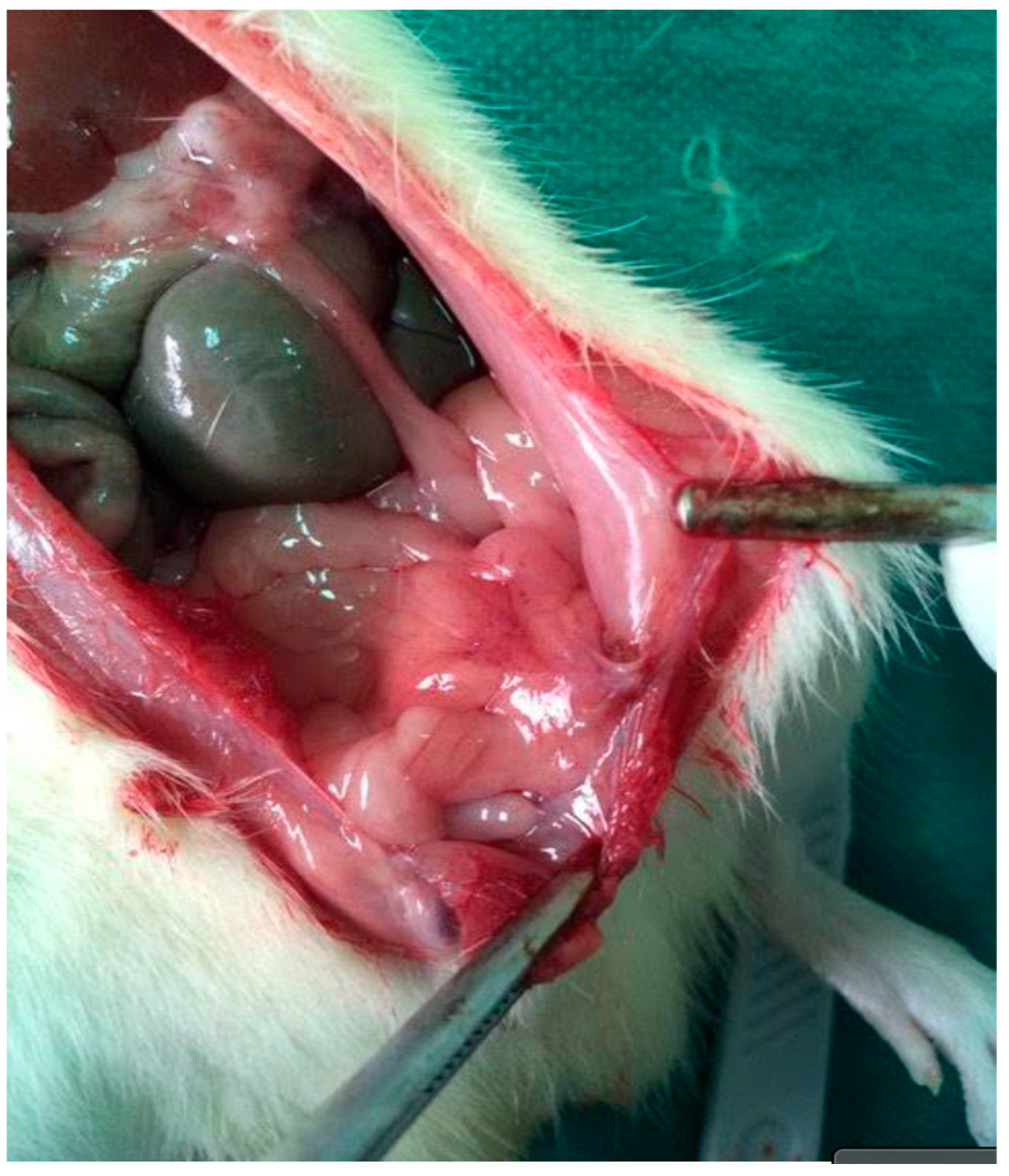 Medsci 13 00318 g002 Medsci 13 00318 g002