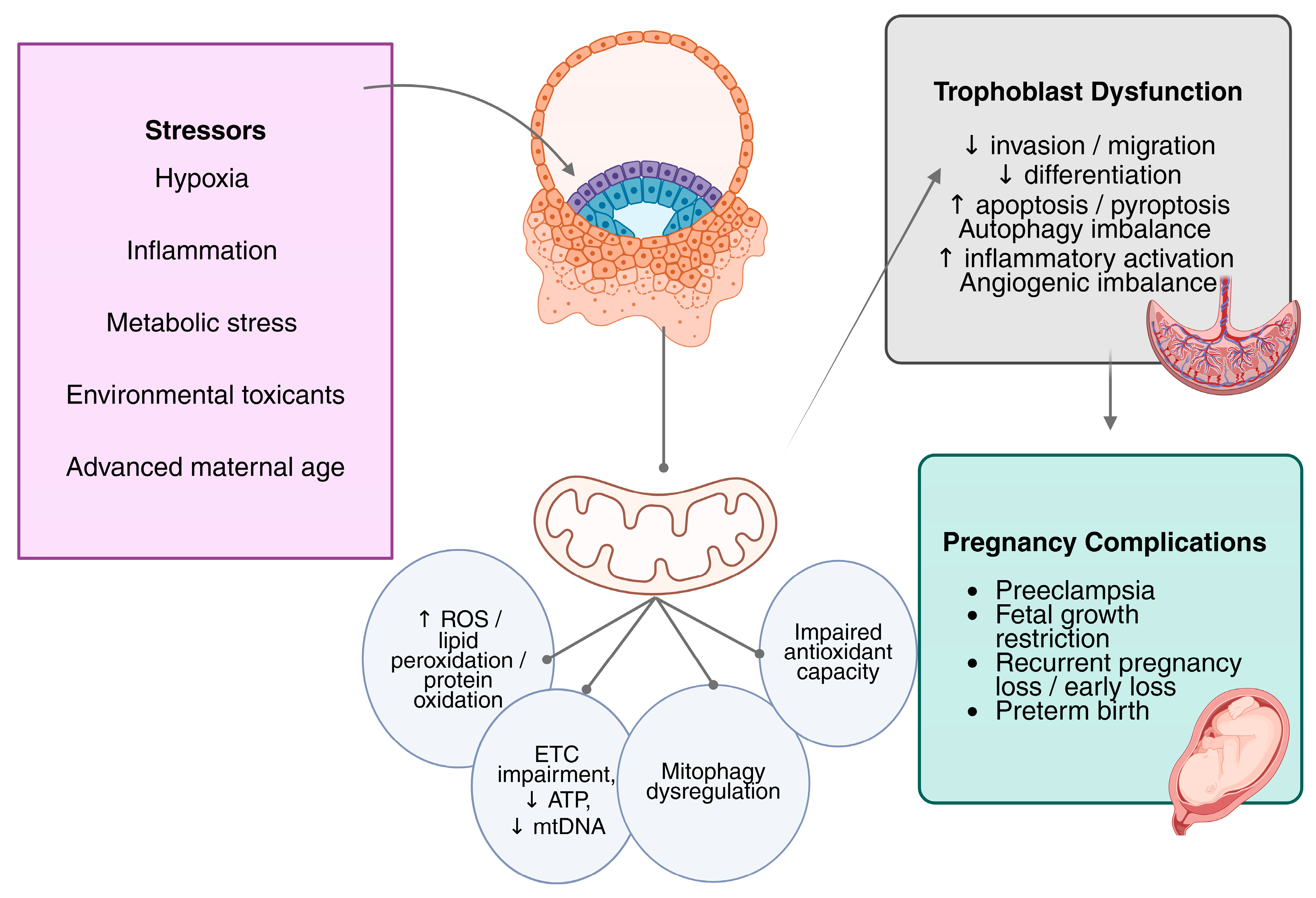 Medsci 14 00053 g001