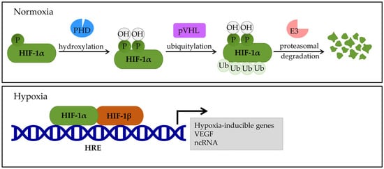 Effects of HIF-1α under normal oxygen conditions and oxygen deprivation. Under normal oxygen conditions, the prolyl hydroxylase domain protein (PHD) recognizes and hydroxylates proline residues in the oxygen-dependent degradation domain (ODDD) of the α-subunit of HIF. The von Hippel–Lindau protein (pVHL) recognizes the hydroxylated proline residues and ubiquitylates the HIF-1α subunit. The HIF-1α is then degraded by the E3 ubiquitin ligase in the ubiquitin–proteasome system. In hypoxia, the activity of PHD is reduced, and degradation of the HIF-1α subunit does not occur, but heterodimerization with the HIF-1β subunit occurs. The HIF-1α and HIF-1β heterodimer attaches to hypoxia response elements (HREs) and stimulates the transcription of numerous target genes, including VEGF (vascular endothelial growth factor) and ncRNA (non-coding RNA). PHD—prolyl hydroxylase domain protein, pVHL—von Hippel–Lindau protein, HRE—hypoxia response elements, VEGF—vascular endothelial growth factor, and ncRNA—non-coding RNA.