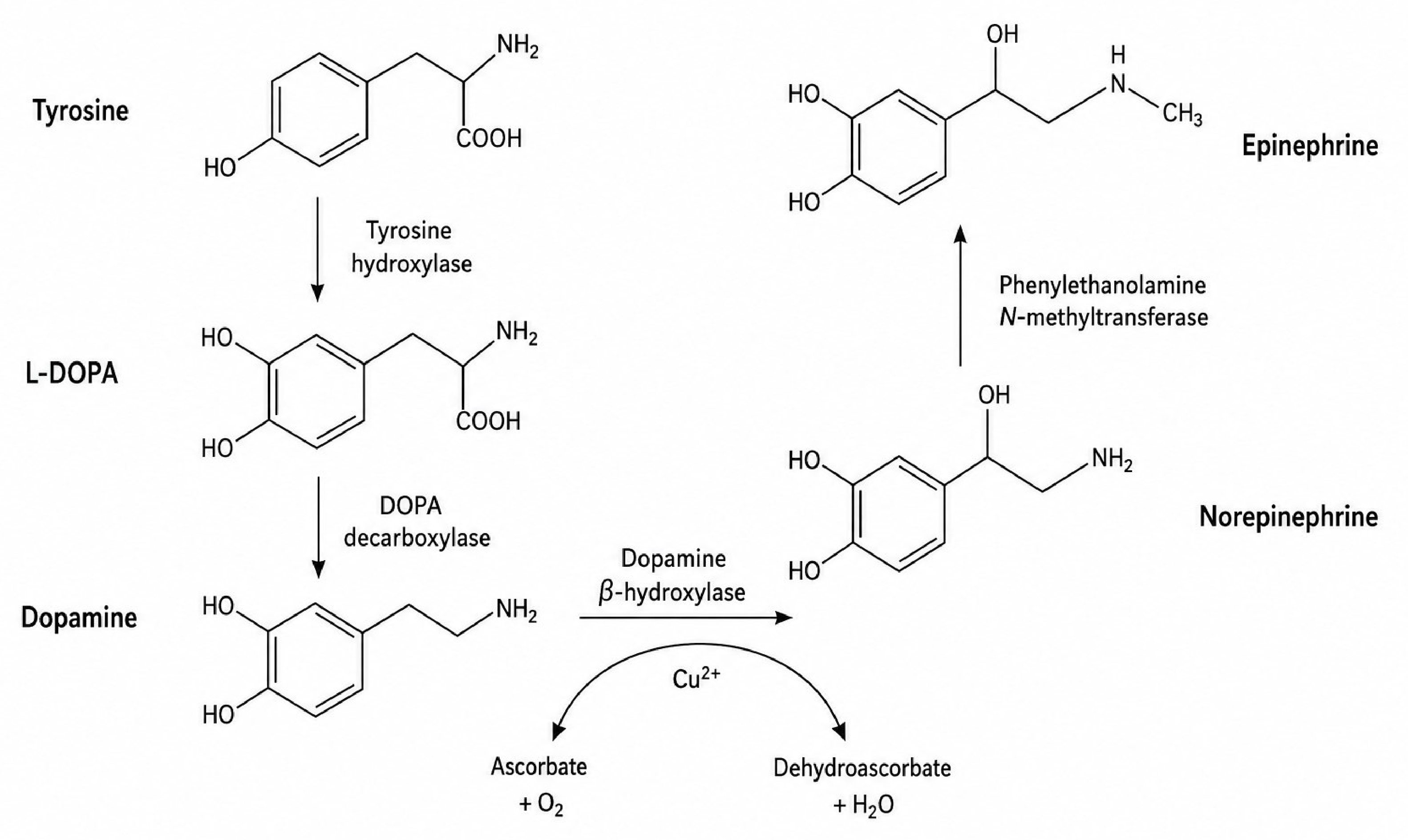 Medsci 14 00400 g001 Medsci 14 00400 g001