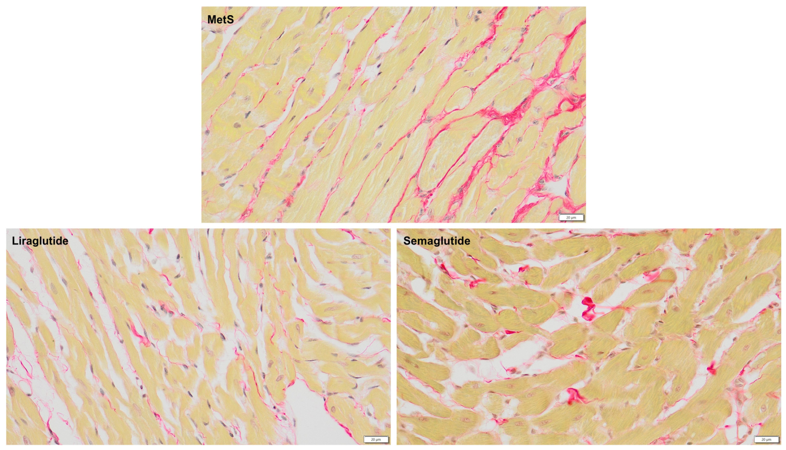 Medsci 14 00590 g014 Medsci 14 00590 g014