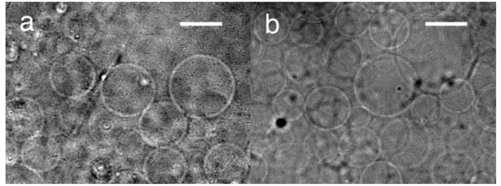 Membranes 01 00109f2 1024