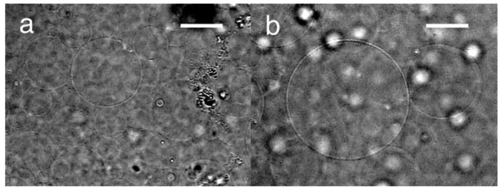 Membranes 01 00109f4 1024