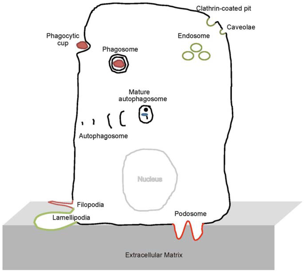 Membranes 02 00091 g001 1024
