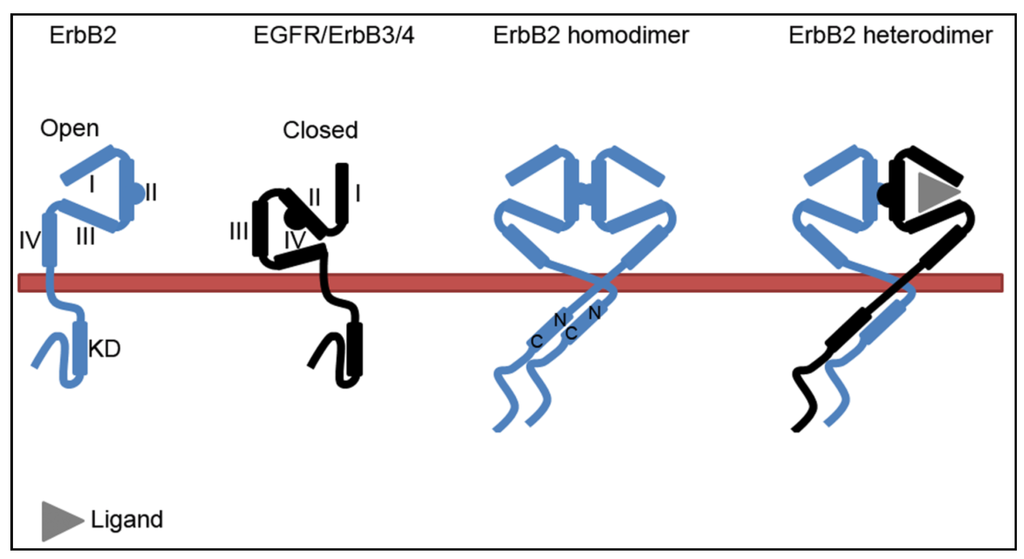 Membranes 04 00424 g001 1024