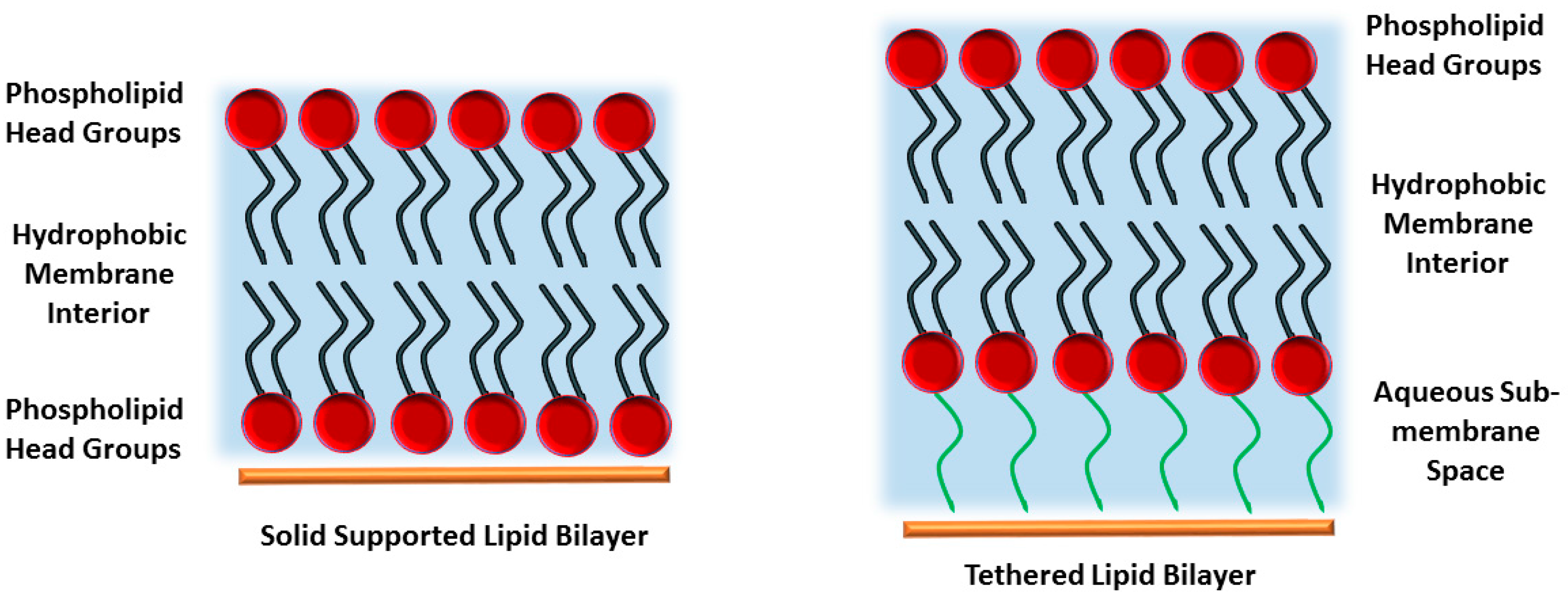 Membranes 06 00030 g001