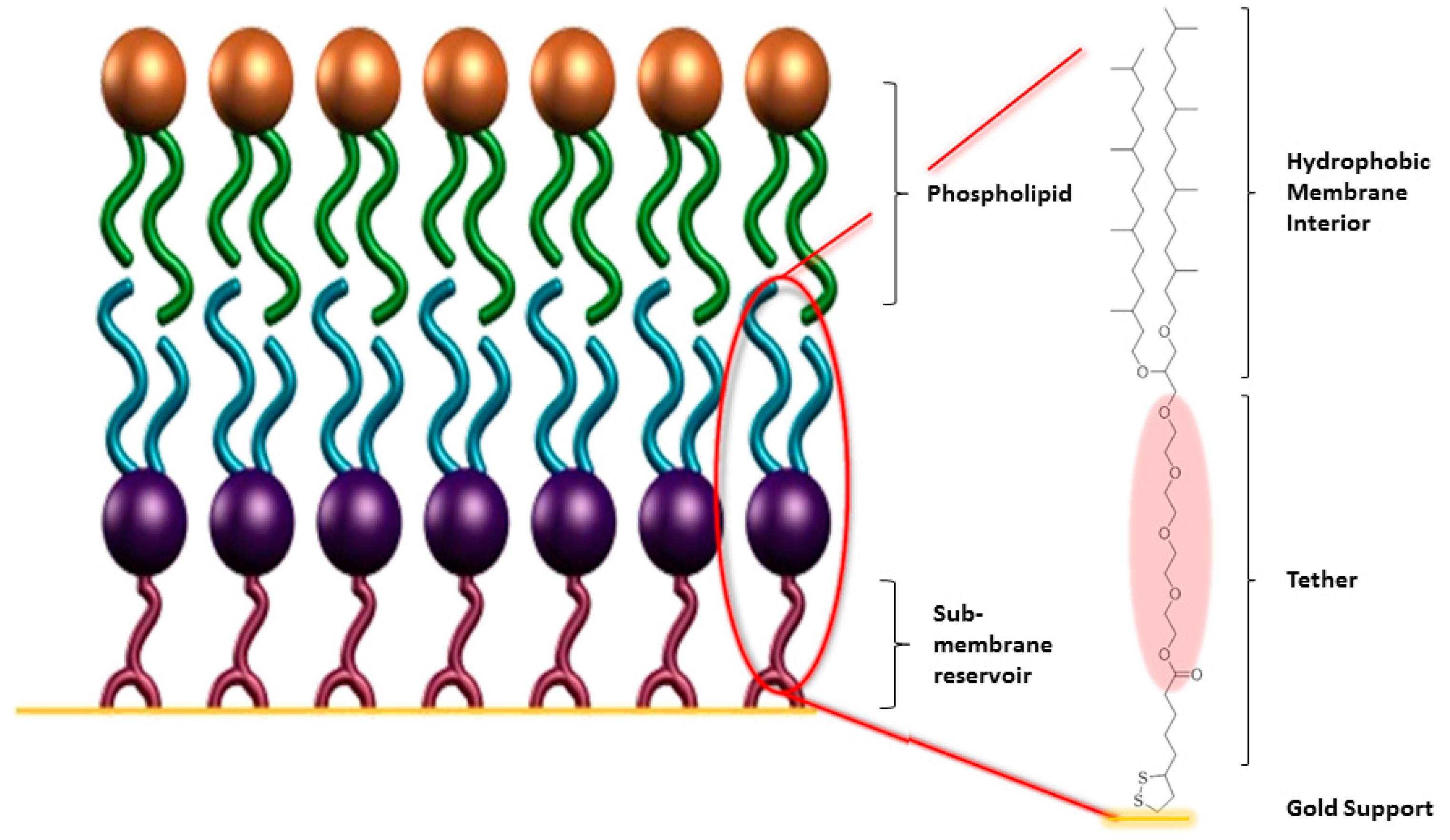 Membranes 06 00030 g003