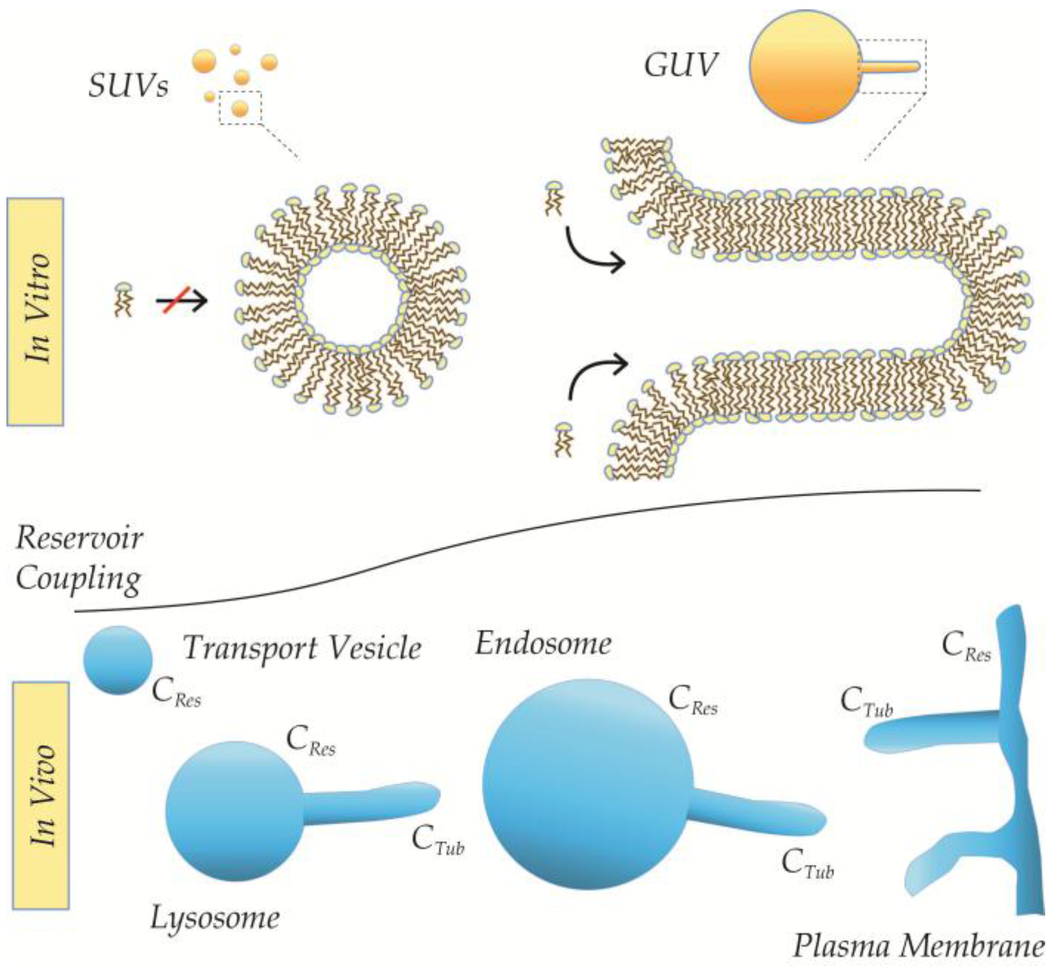 Membranes 07 00006 g012
