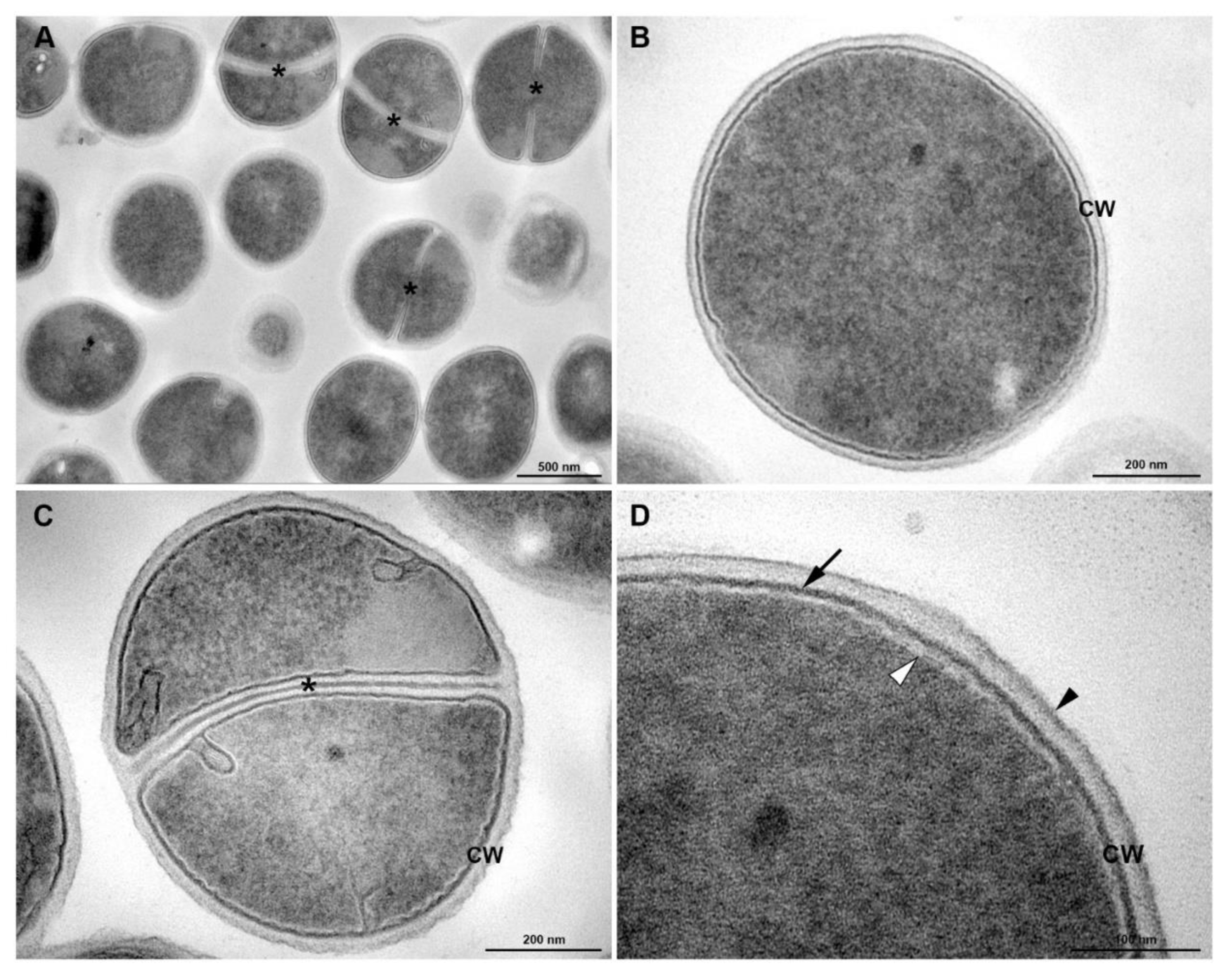Membranes 10 00130 g006 Membranes 10 00130 g006