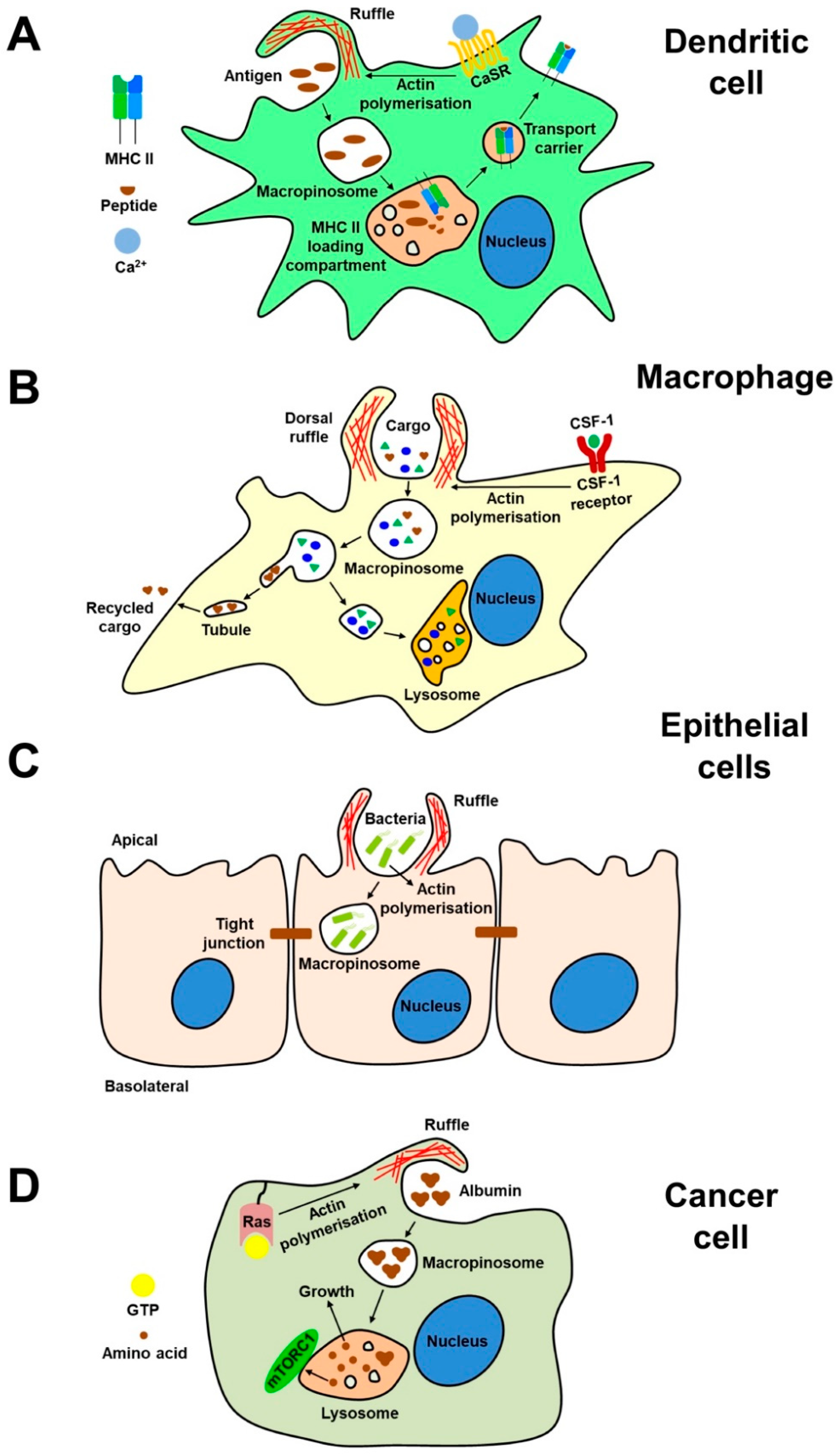 Membranes 10 00177 g001