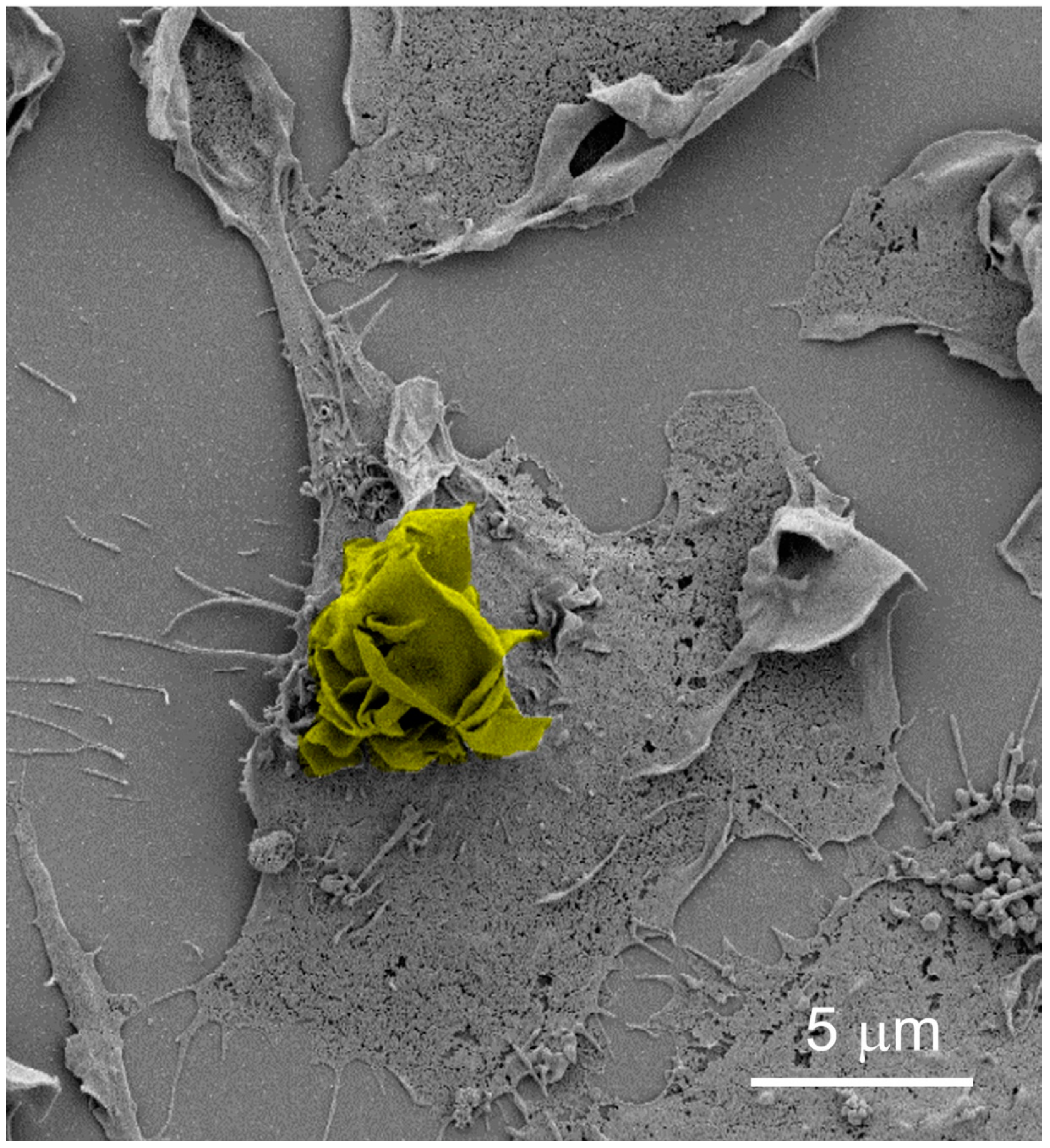 Membranes 10 00177 g002