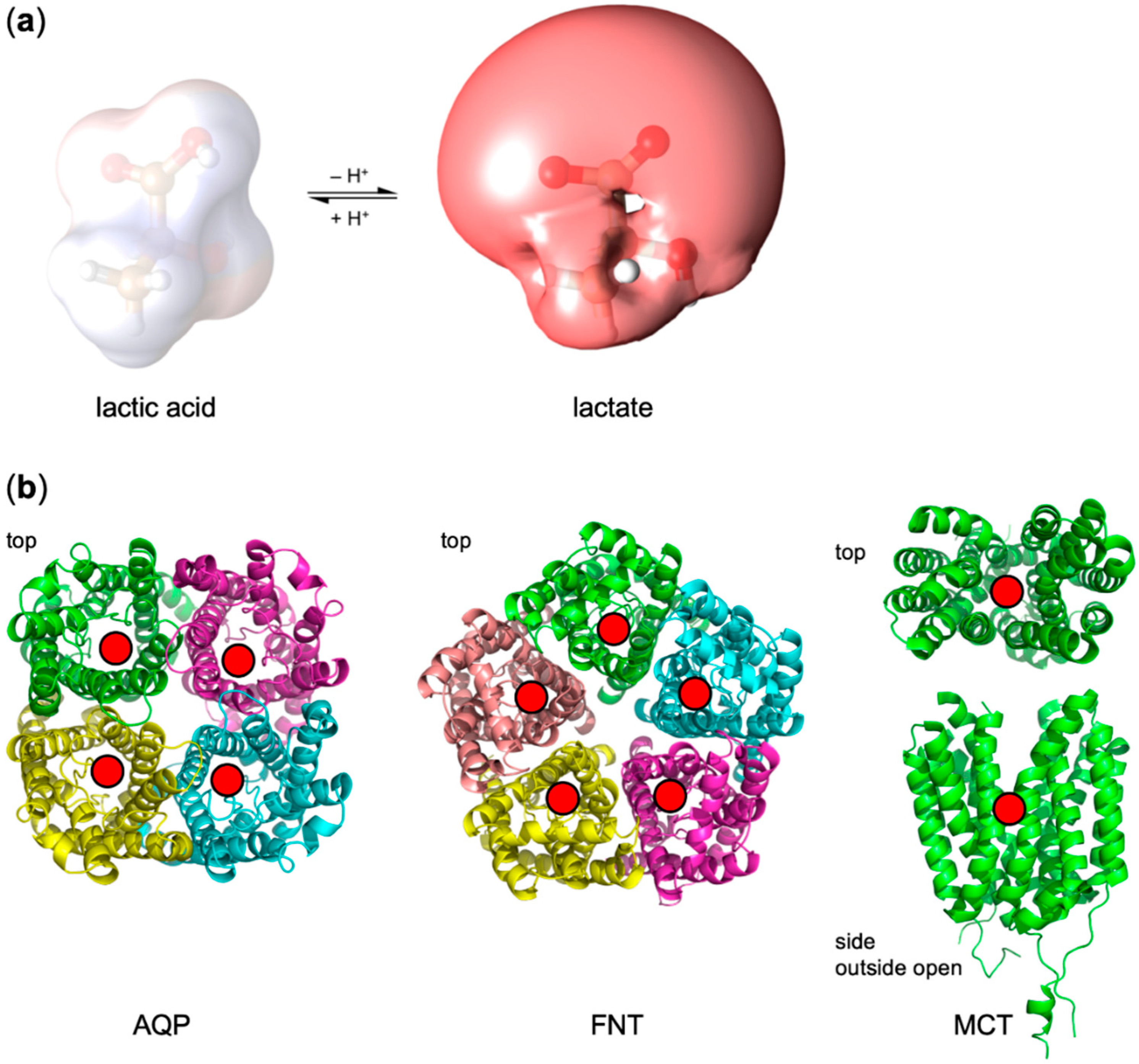 Membranes 10 00236 g001