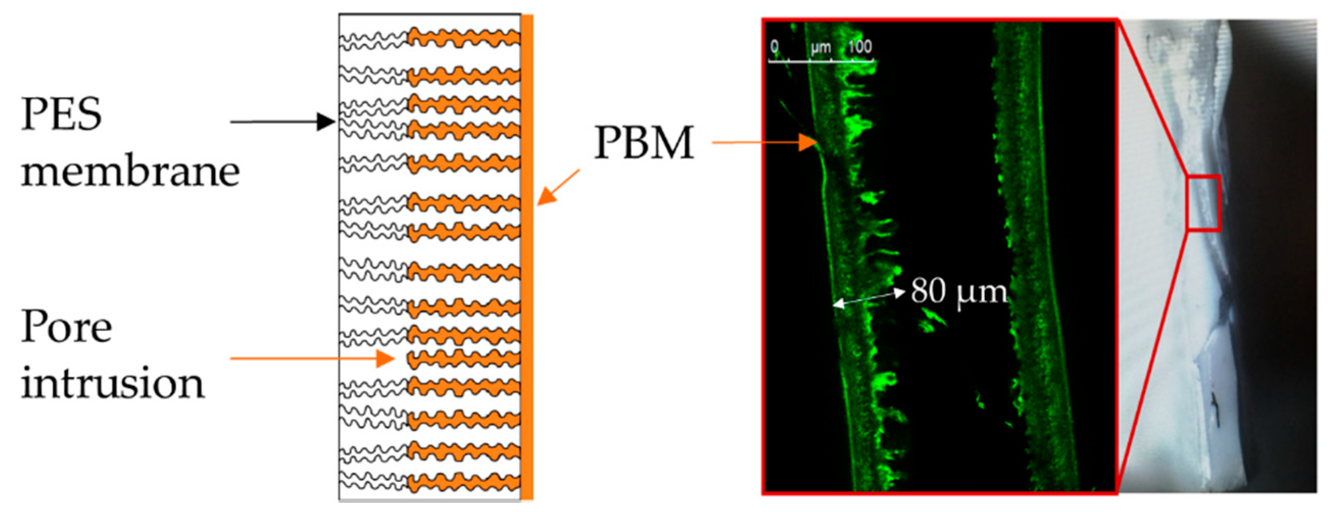 Membranes 10 00246 g003