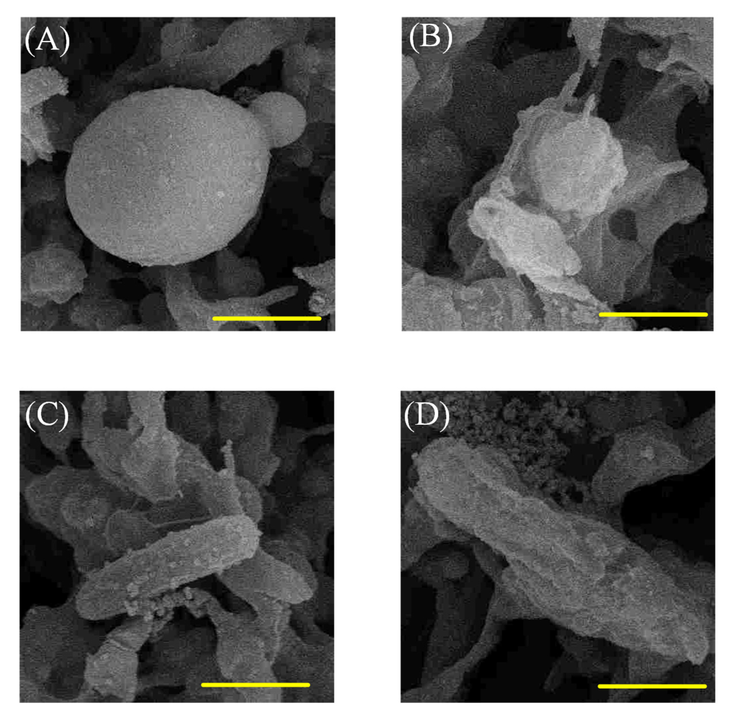 Membranes 10 00417 g006 Membranes 10 00417 g006