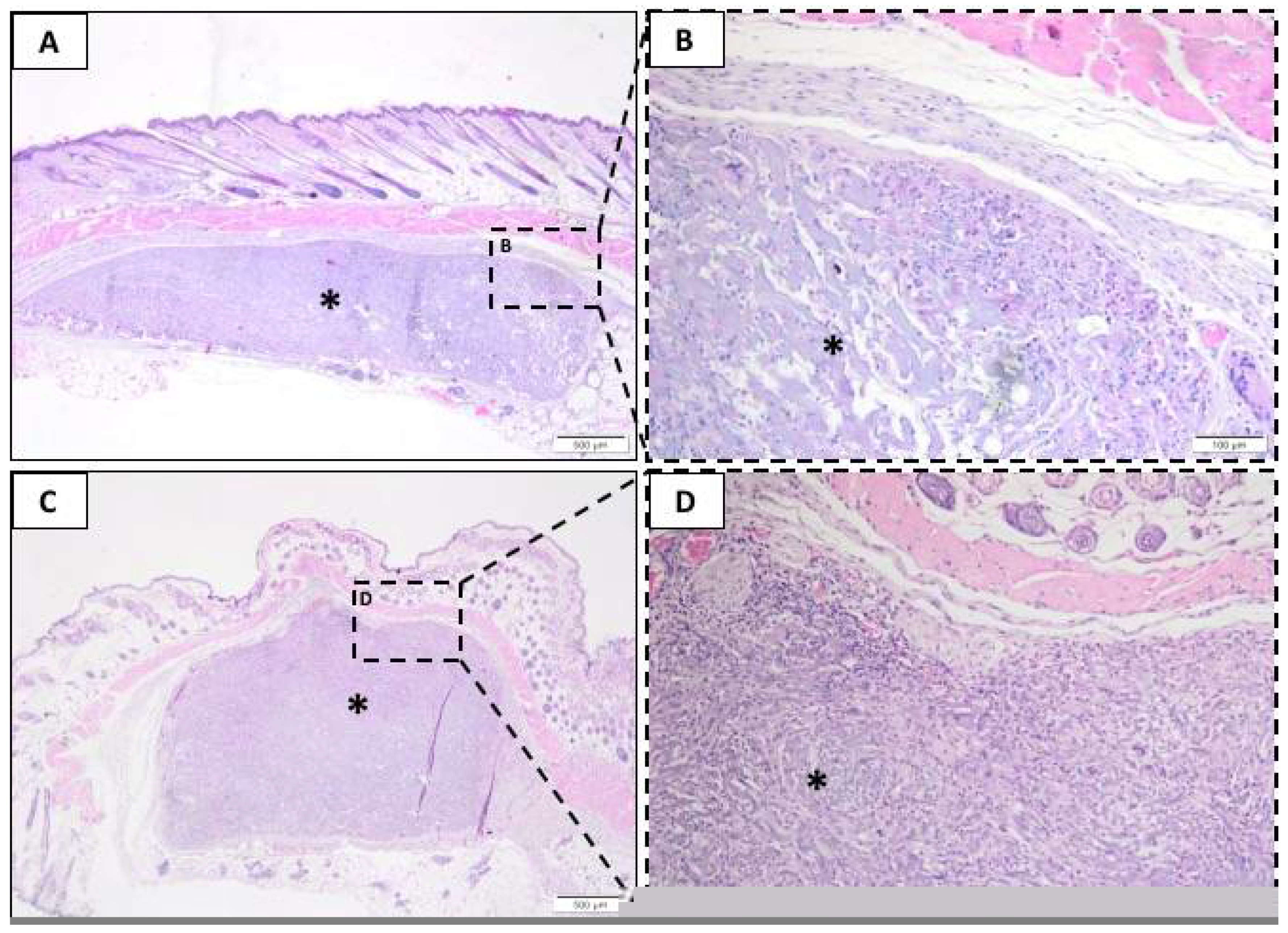 Membranes 10 00423 g003