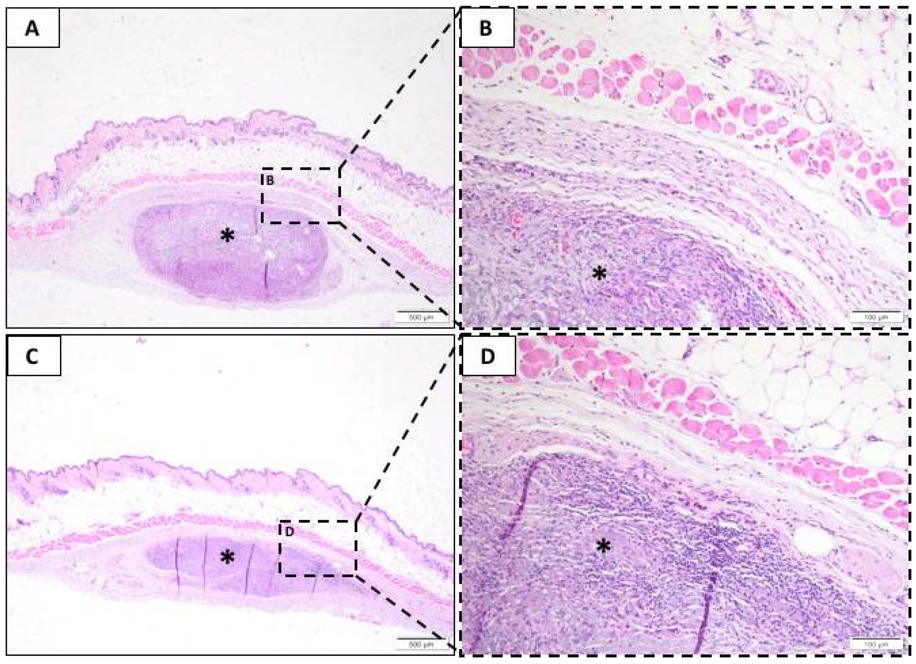 Membranes 10 00423 g004