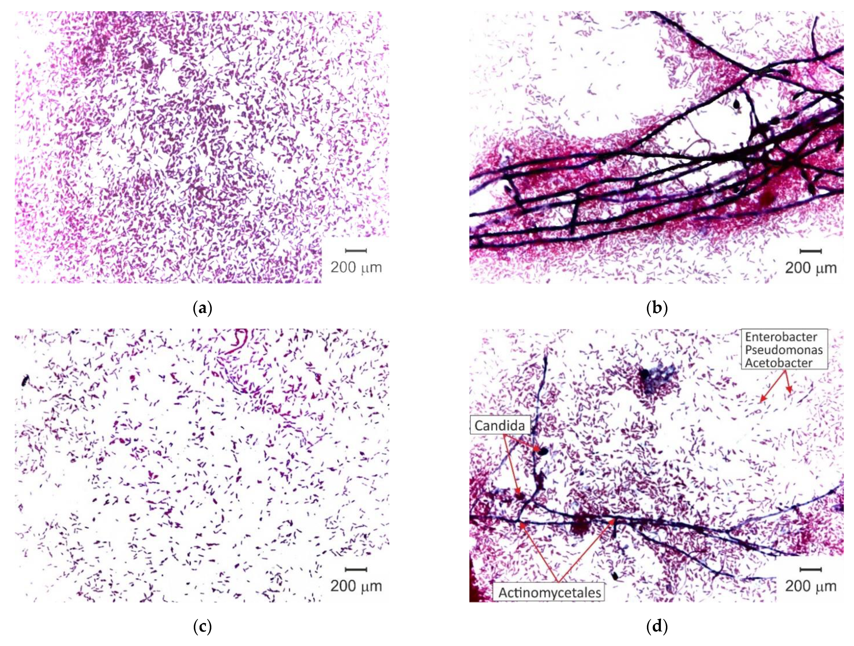 Membranes 11 00002 g005