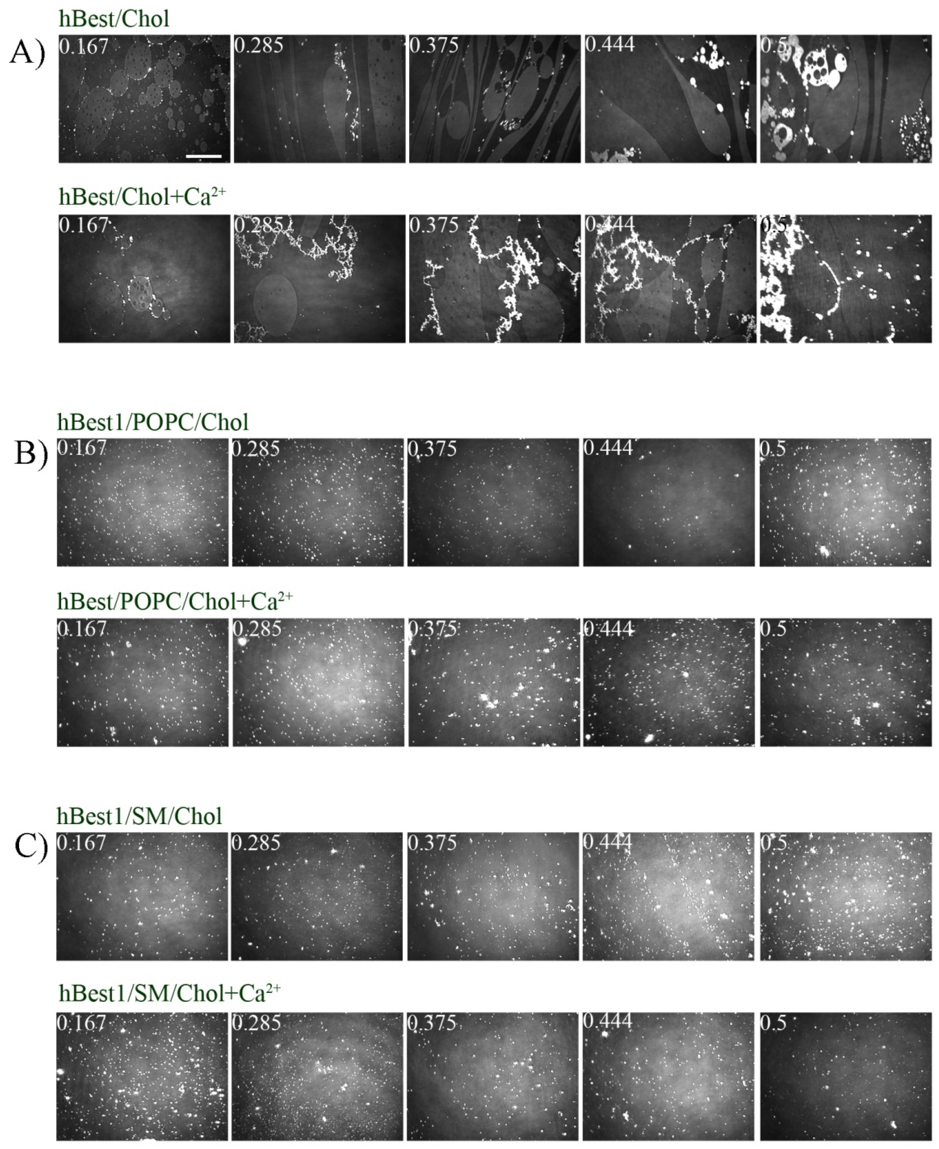 Membranes 11 00052 g002