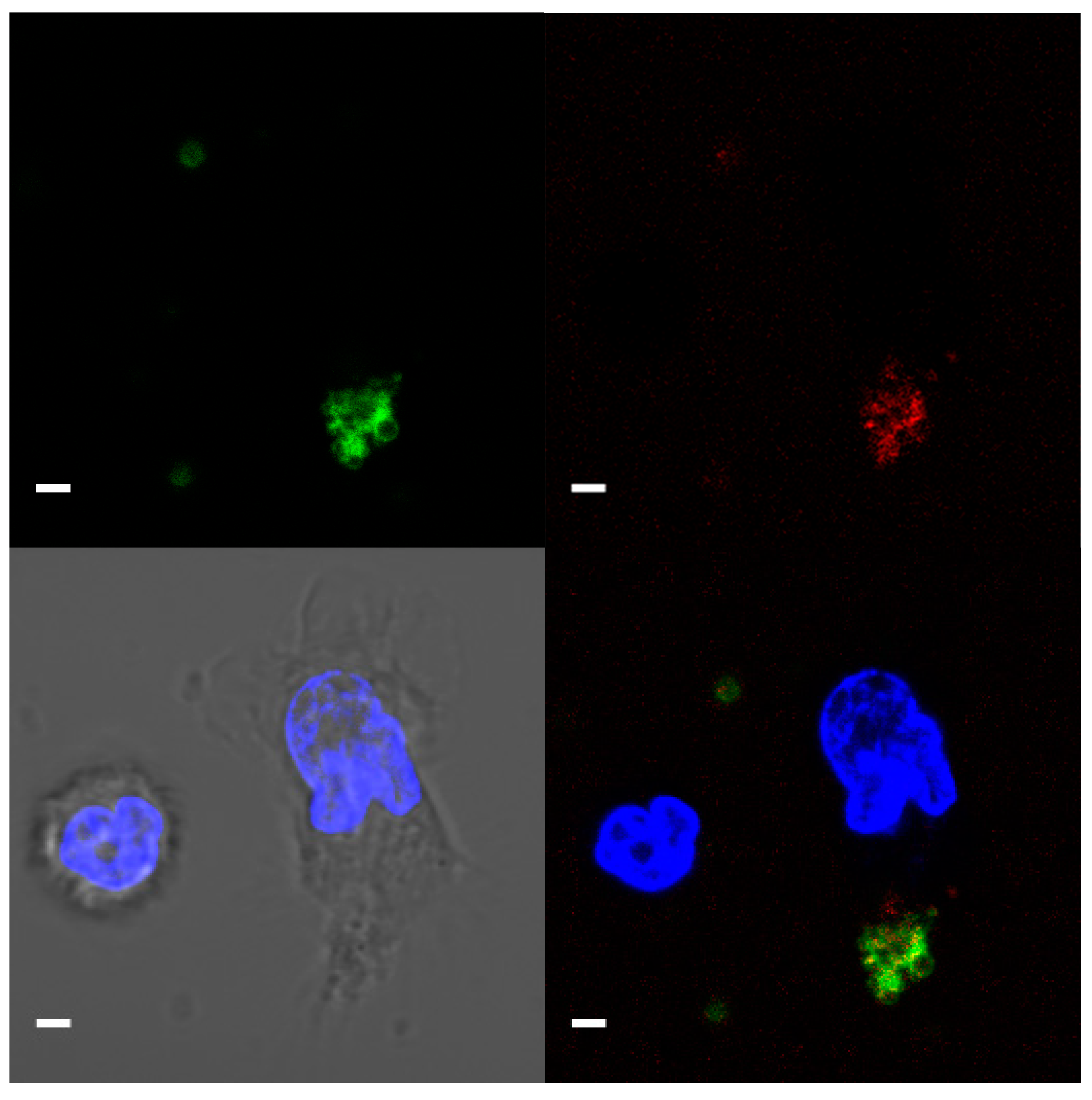 Membranes 11 00218 g003