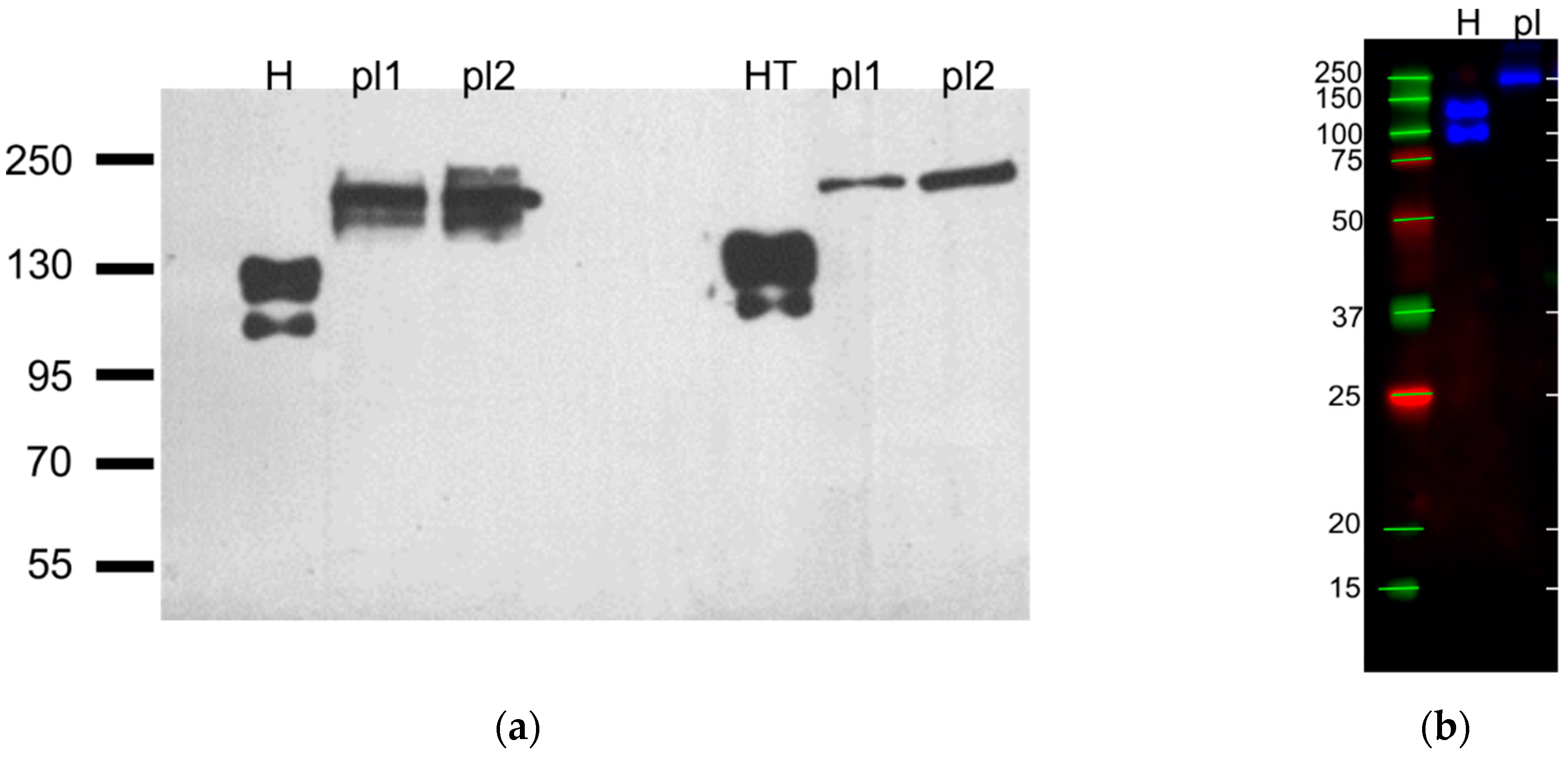 Membranes 11 00218 g005
