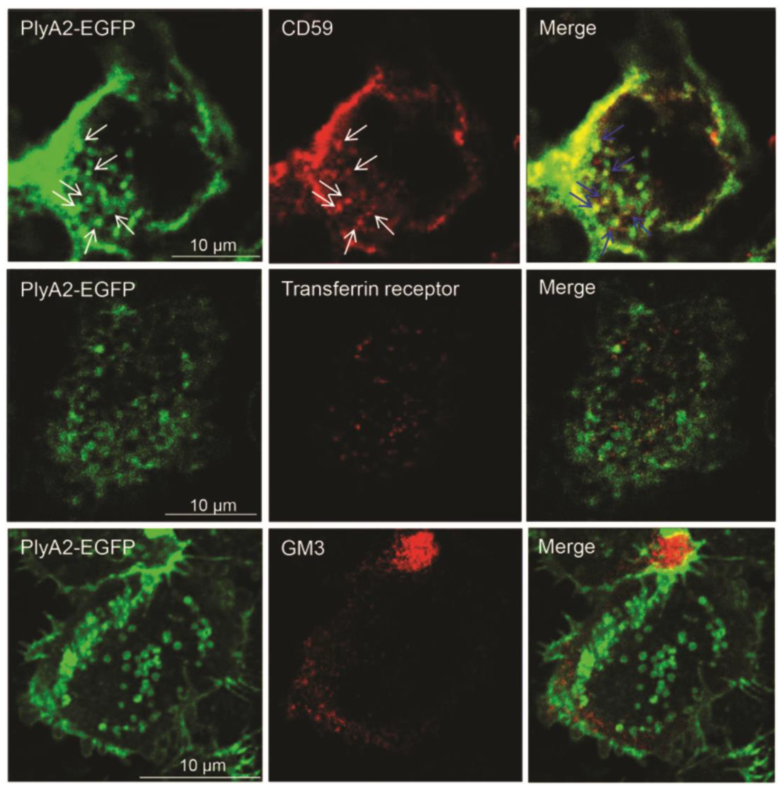 Membranes 11 00264 g003