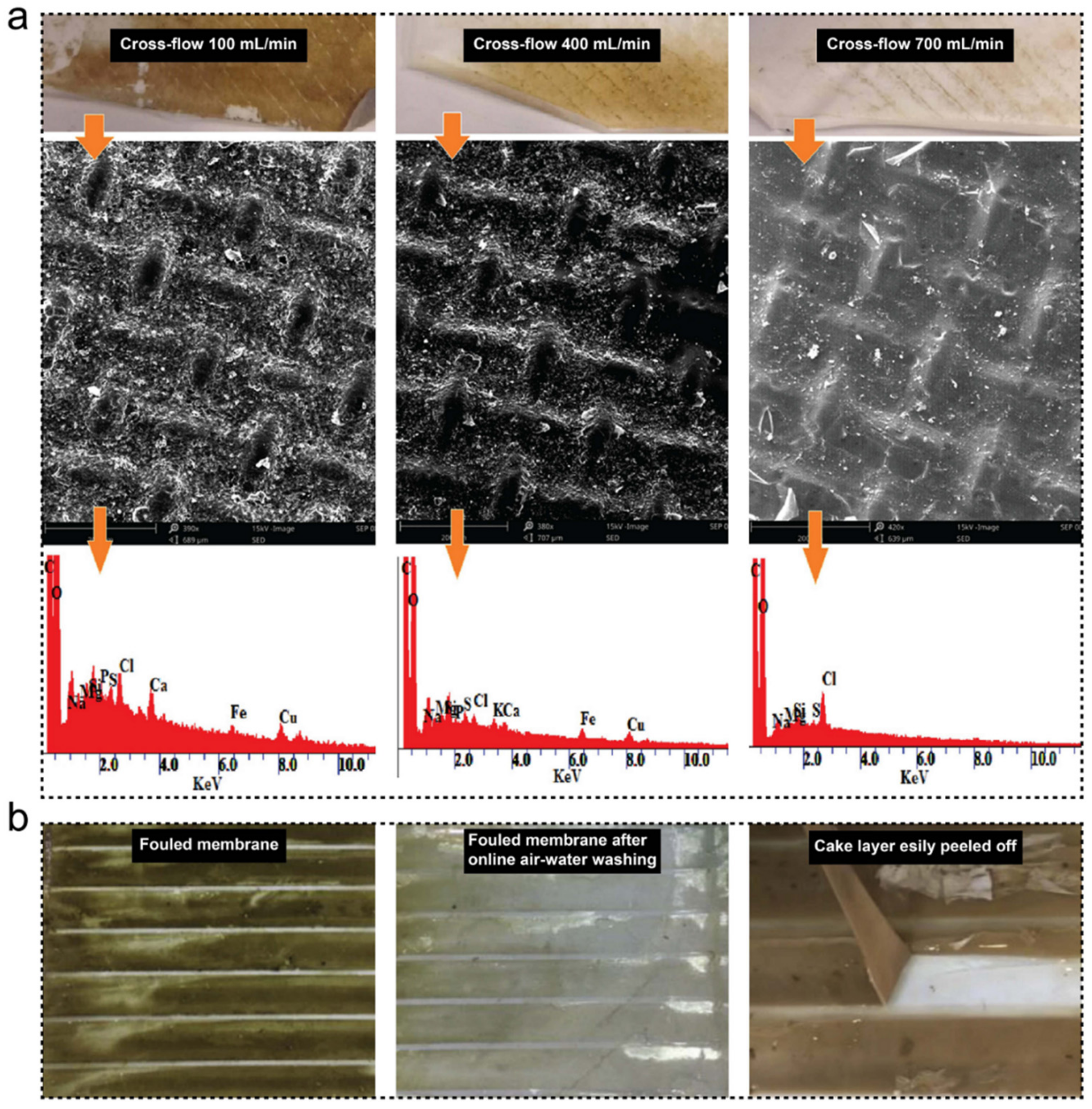 Membranes 11 00305 g002