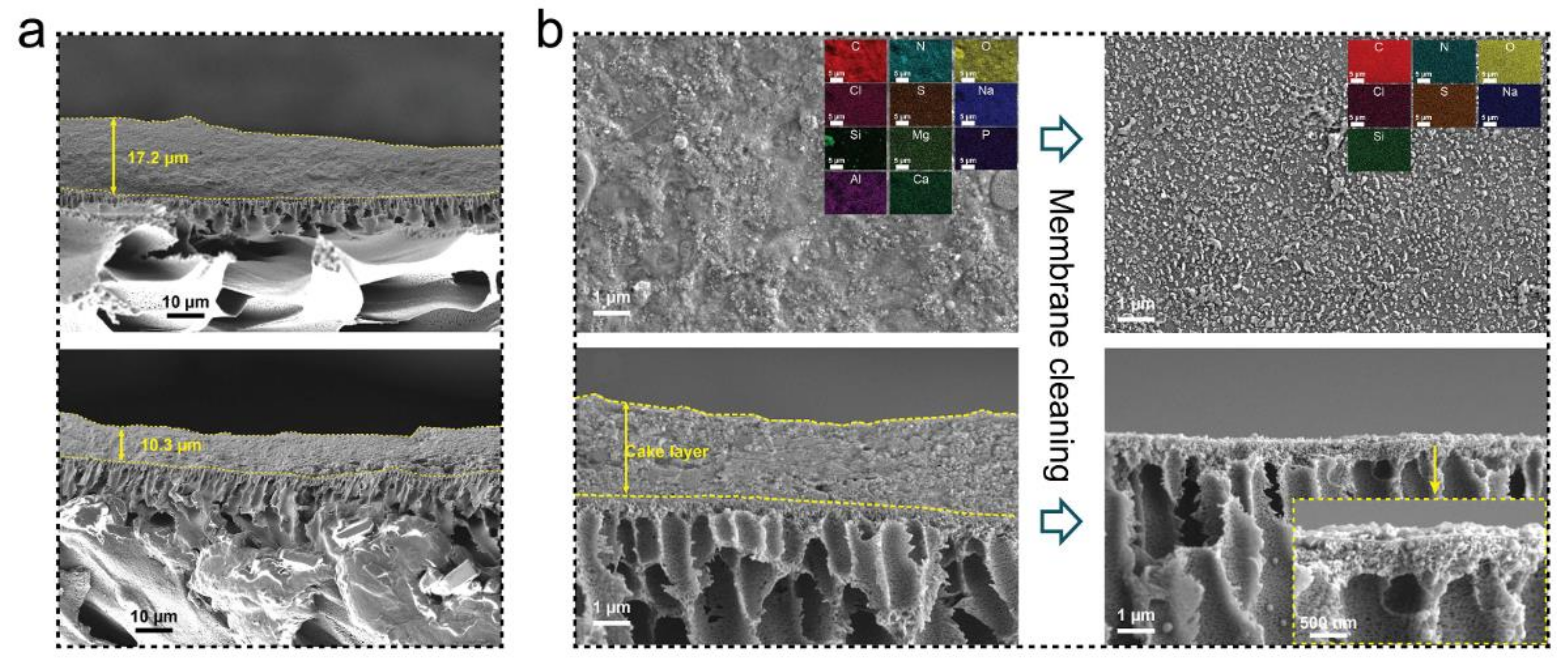 Membranes 11 00305 g003