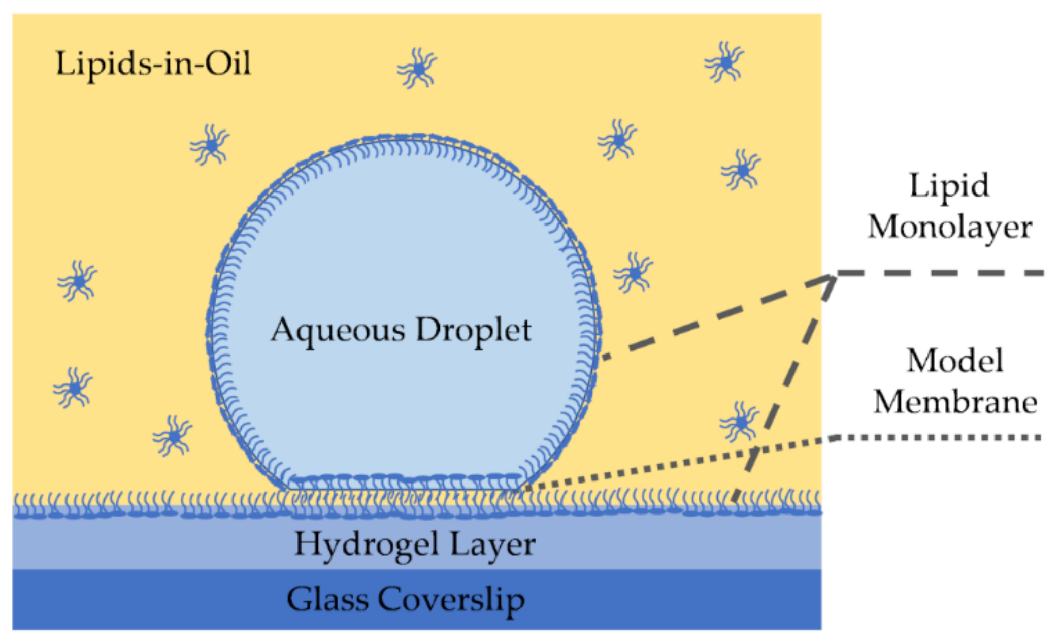 Membranes 11 00319 g005