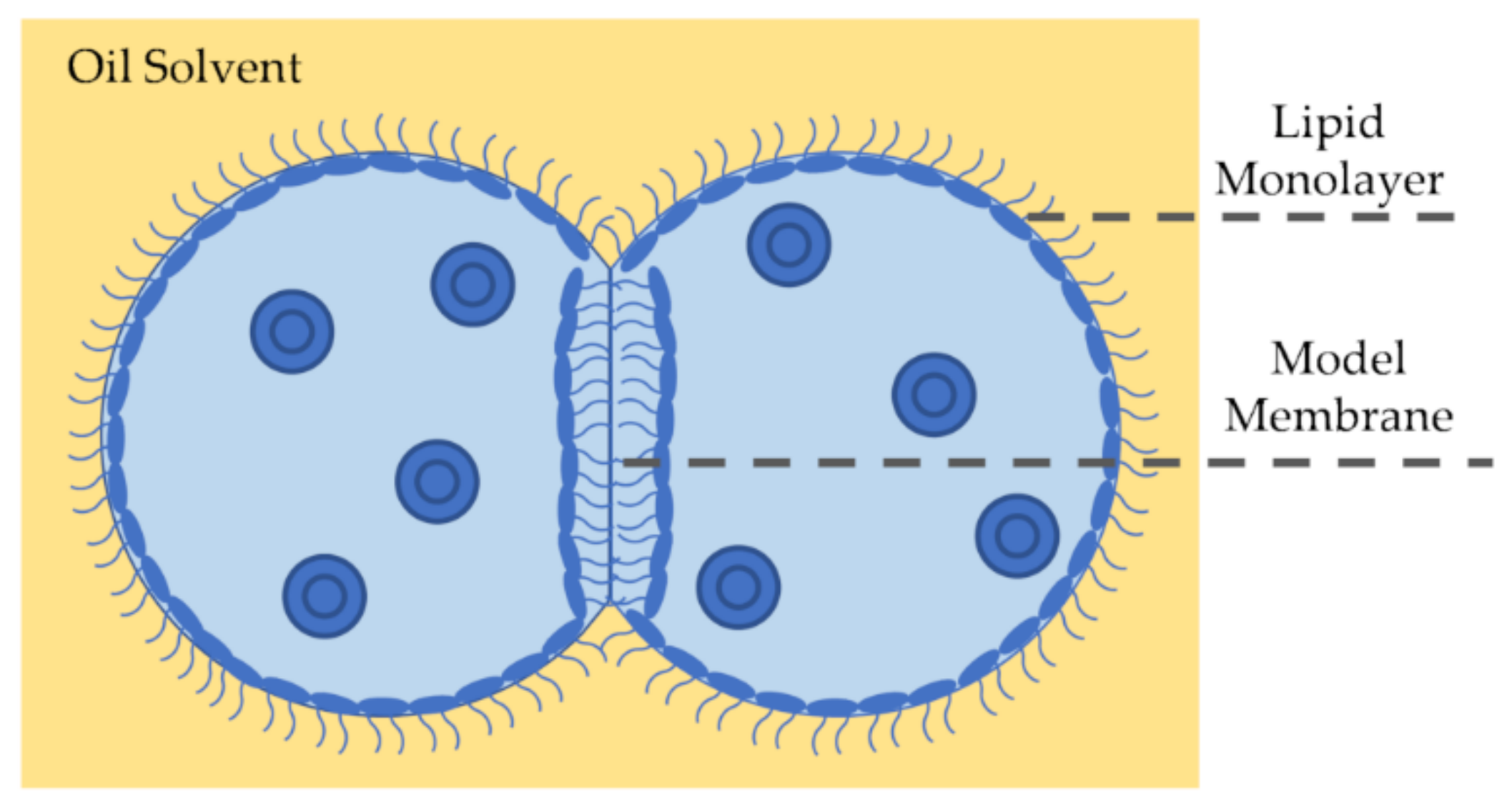 Membranes 11 00319 g006