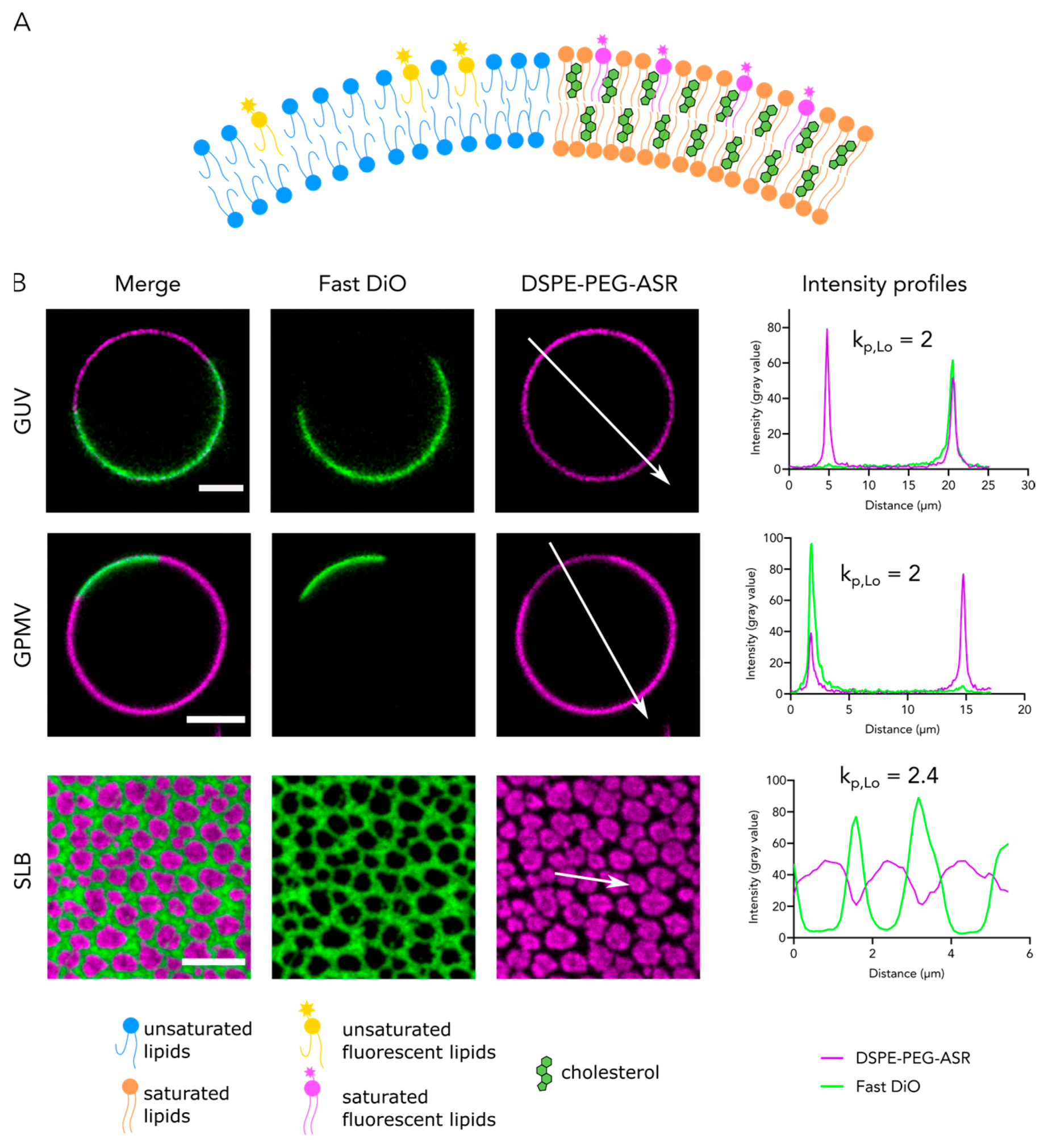 Membranes 11 00323 g001