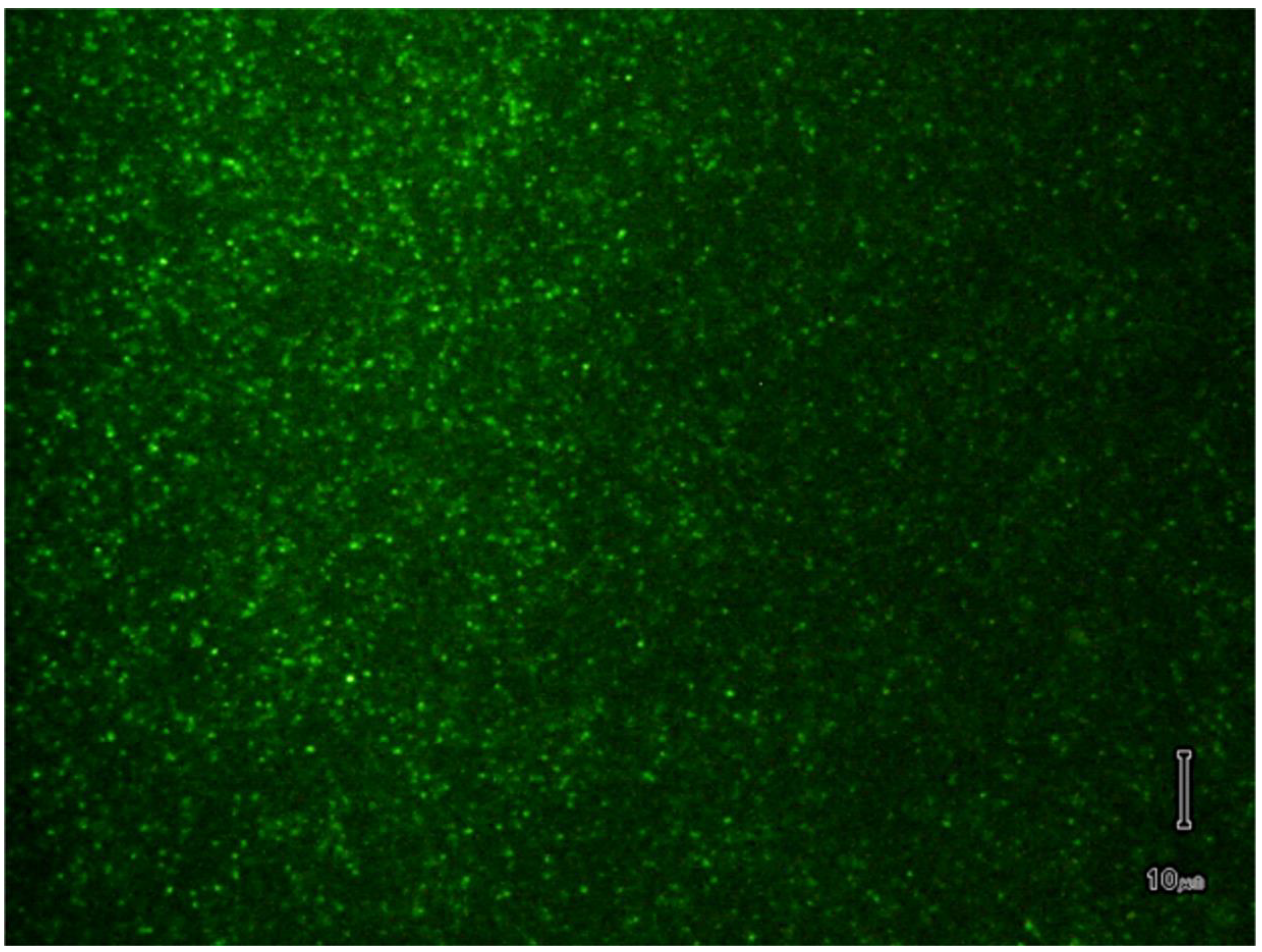 Membranes 11 00417 g004