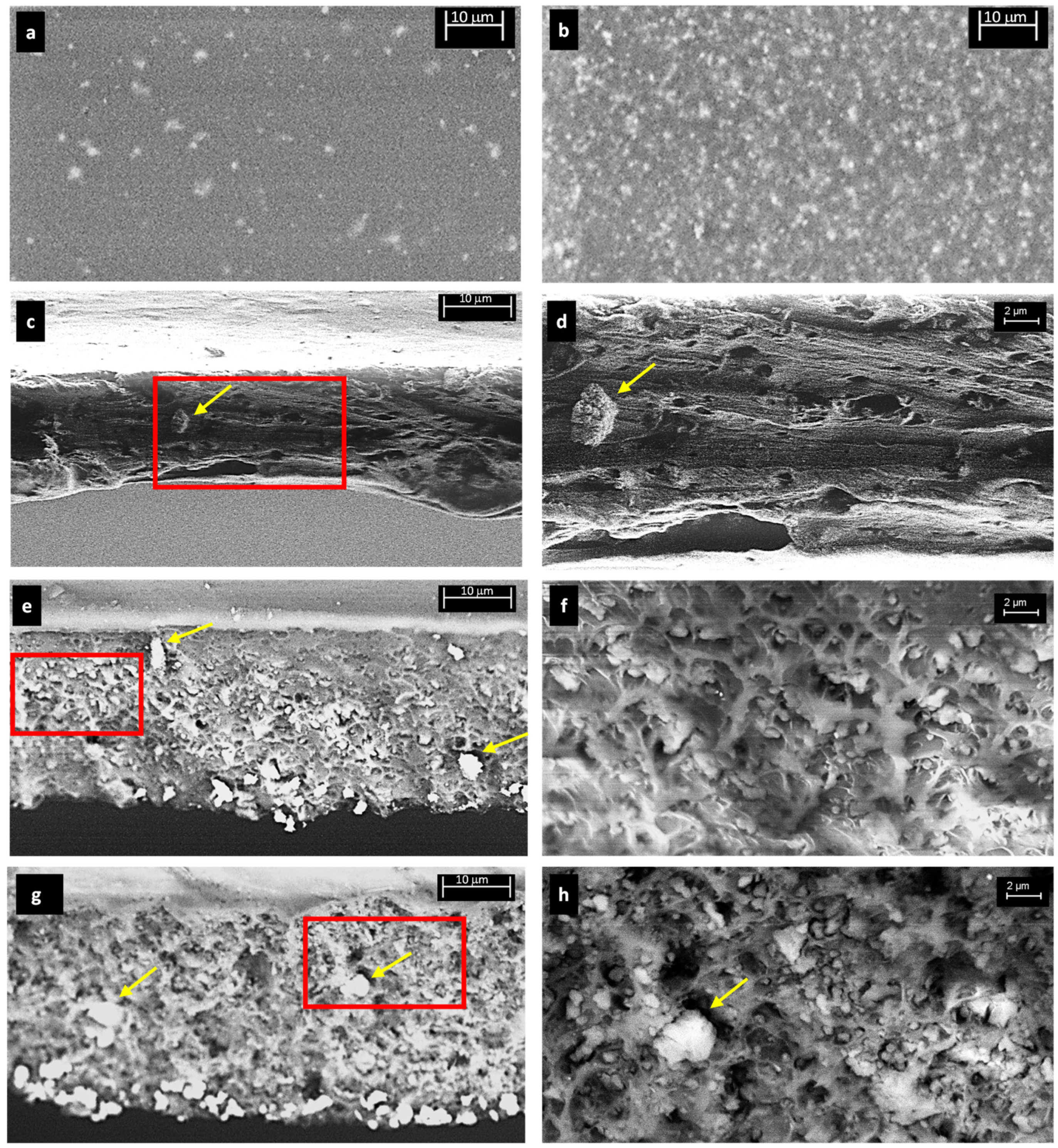Membranes 11 00427 g003