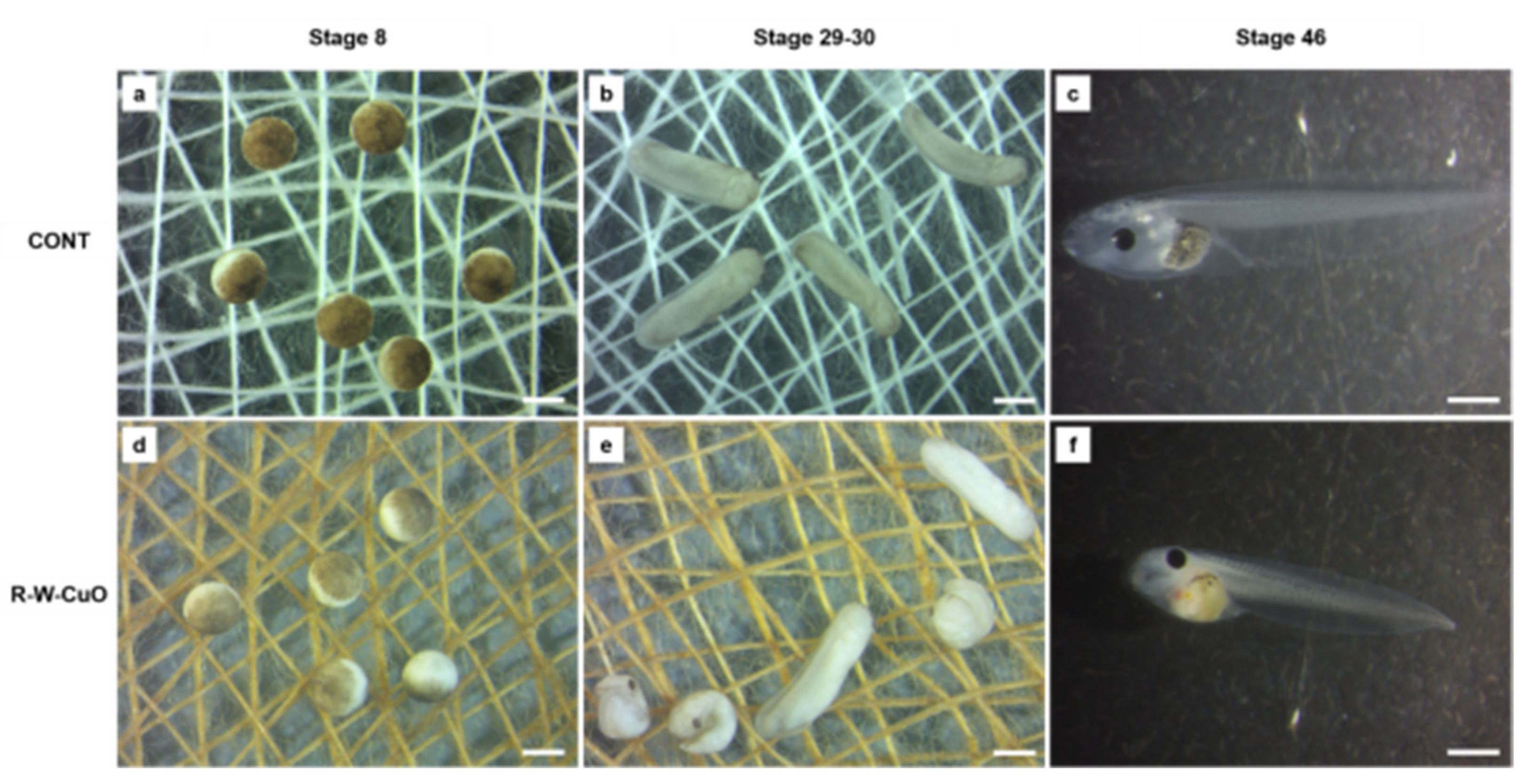 Membranes 11 00462 g006