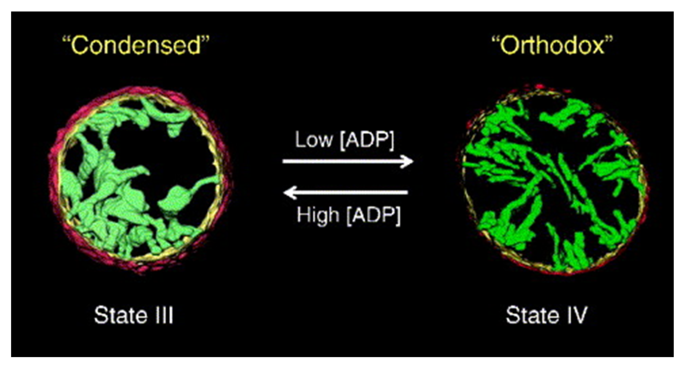 Membranes 11 00465 g003