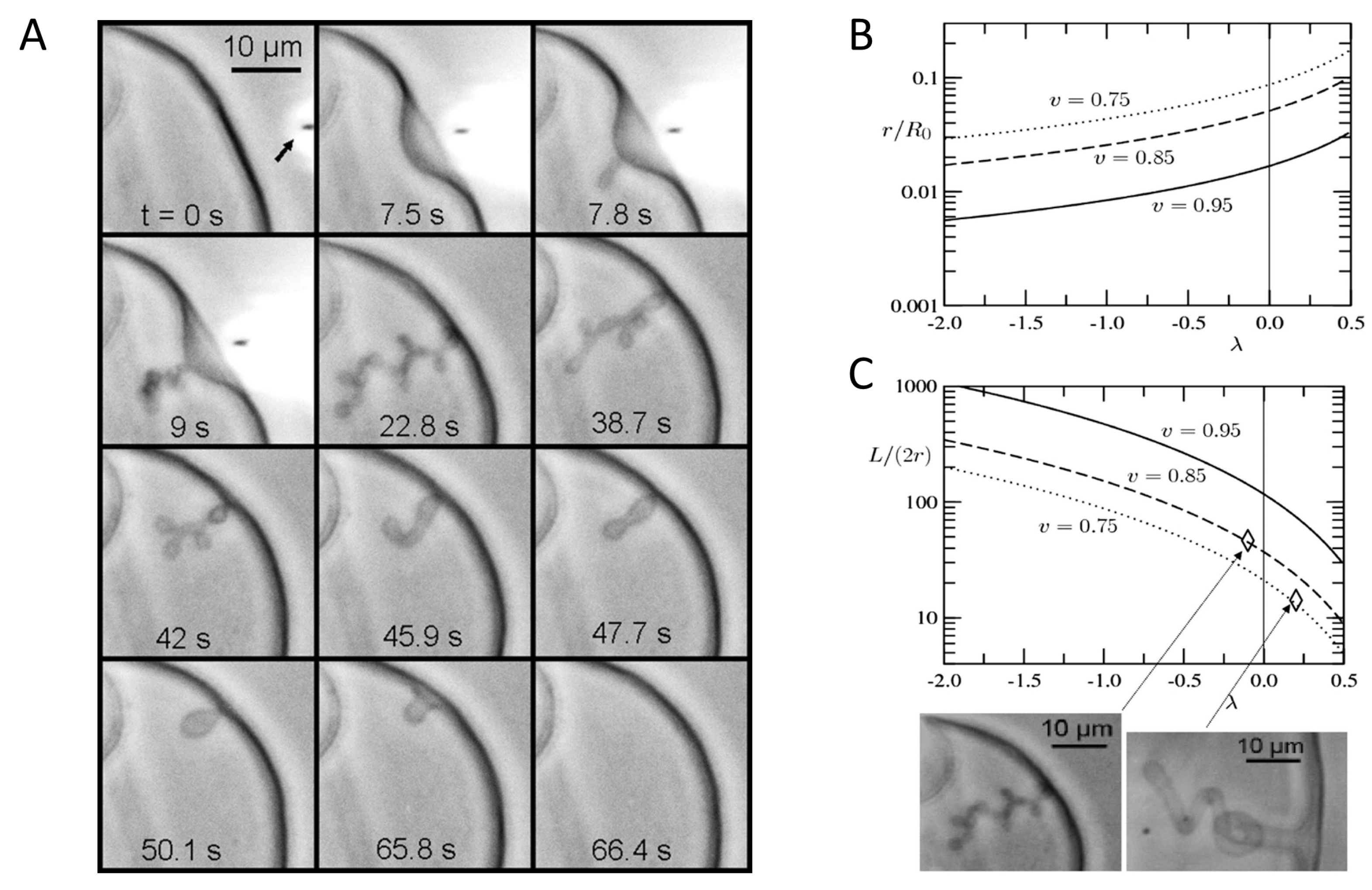 Membranes 11 00465 g006