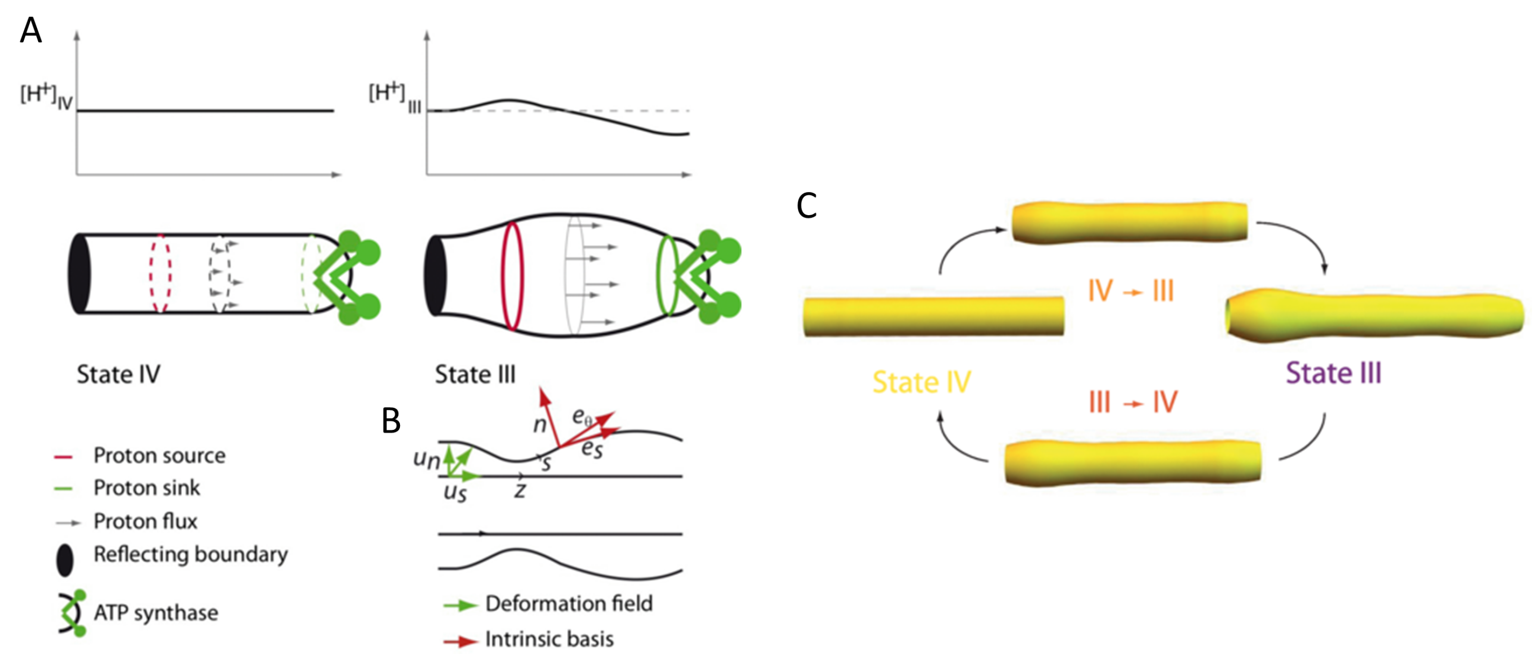 Membranes 11 00465 g007