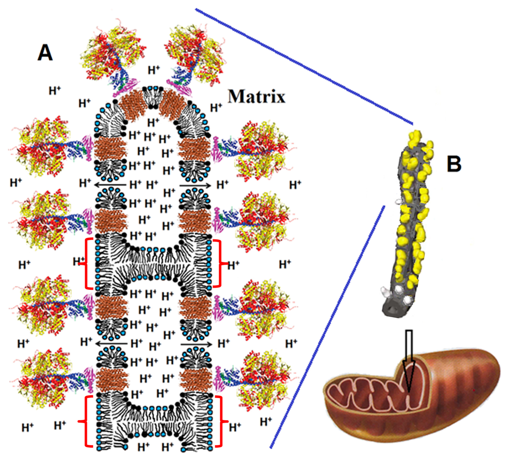 Membranes 11 00465 g013