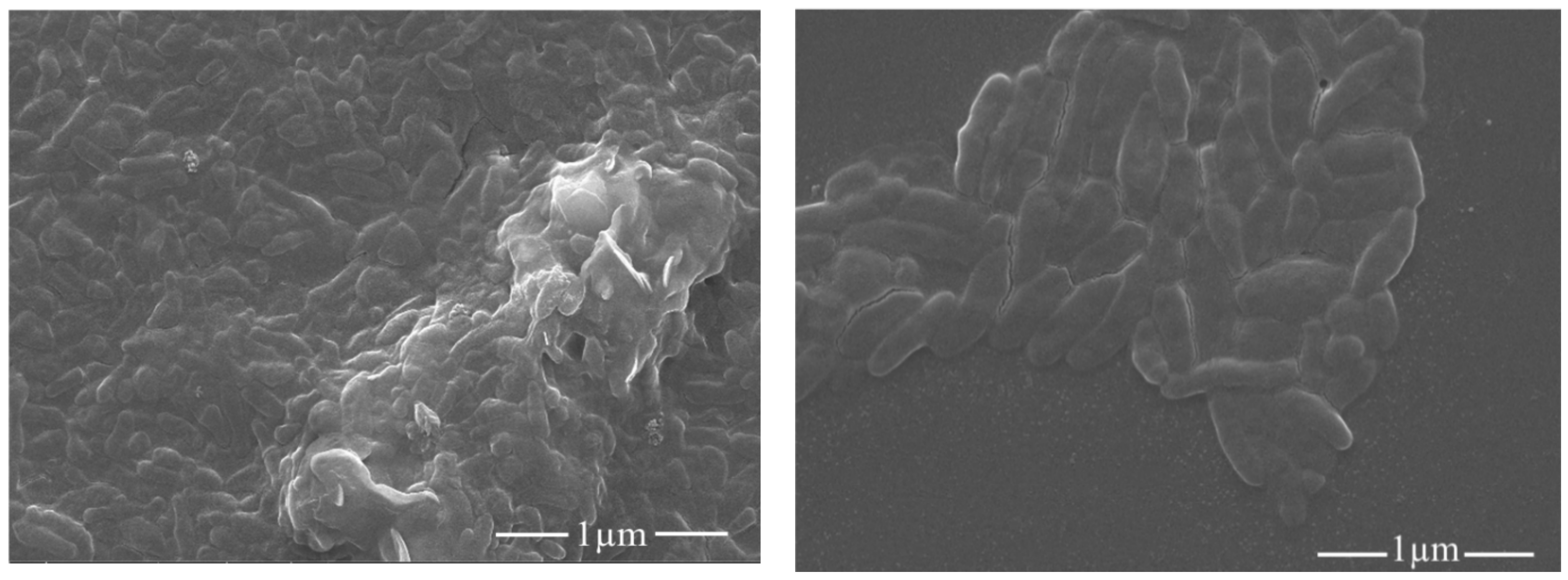 Membranes 11 00510 g010